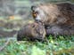 How beavers could become key to preventing droughts
