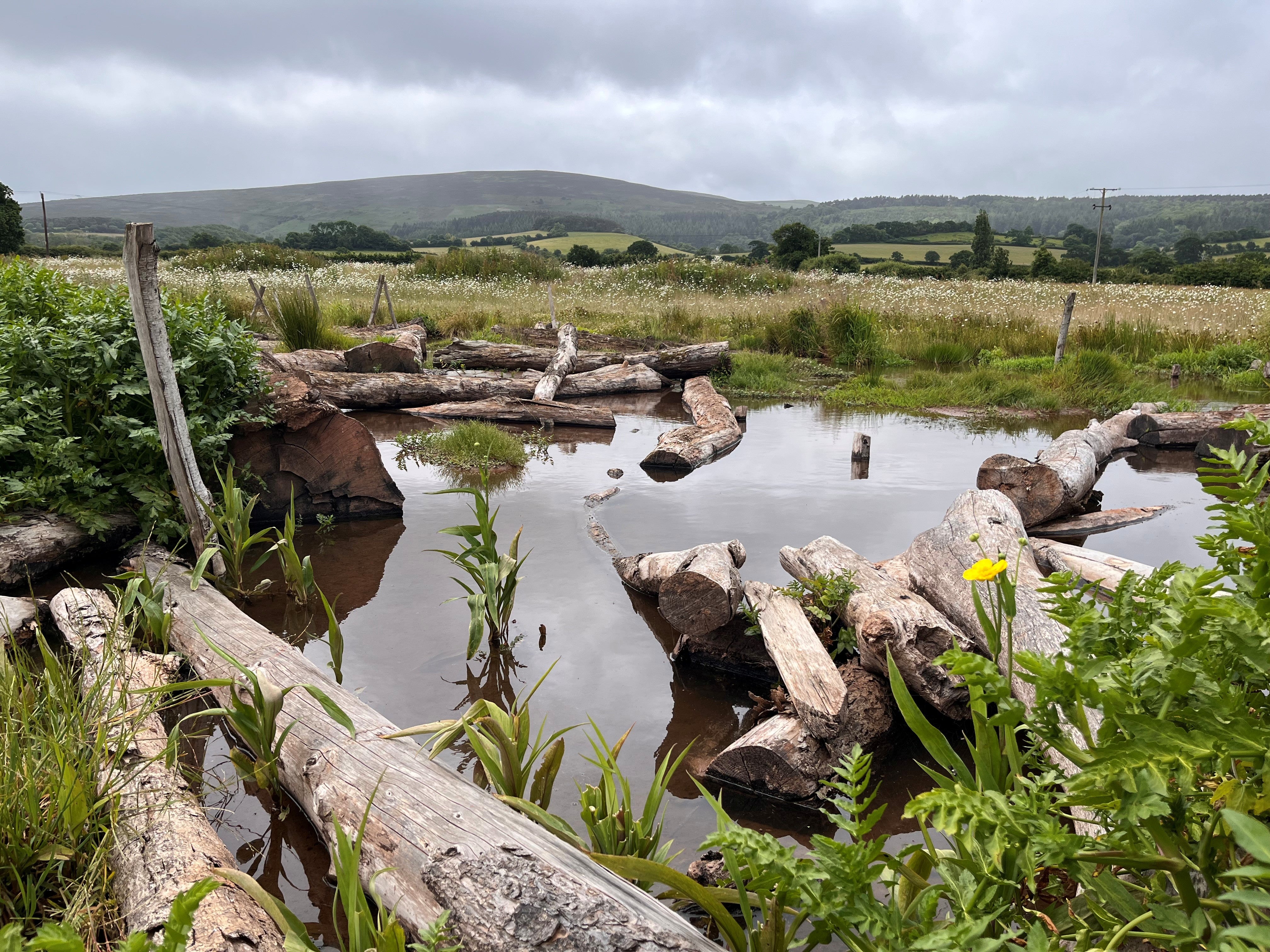 The restored floodplain at the River Aller on National Trust Holnicote Estate, Exmoor, Somerset, which has remained wet despite the dry spring