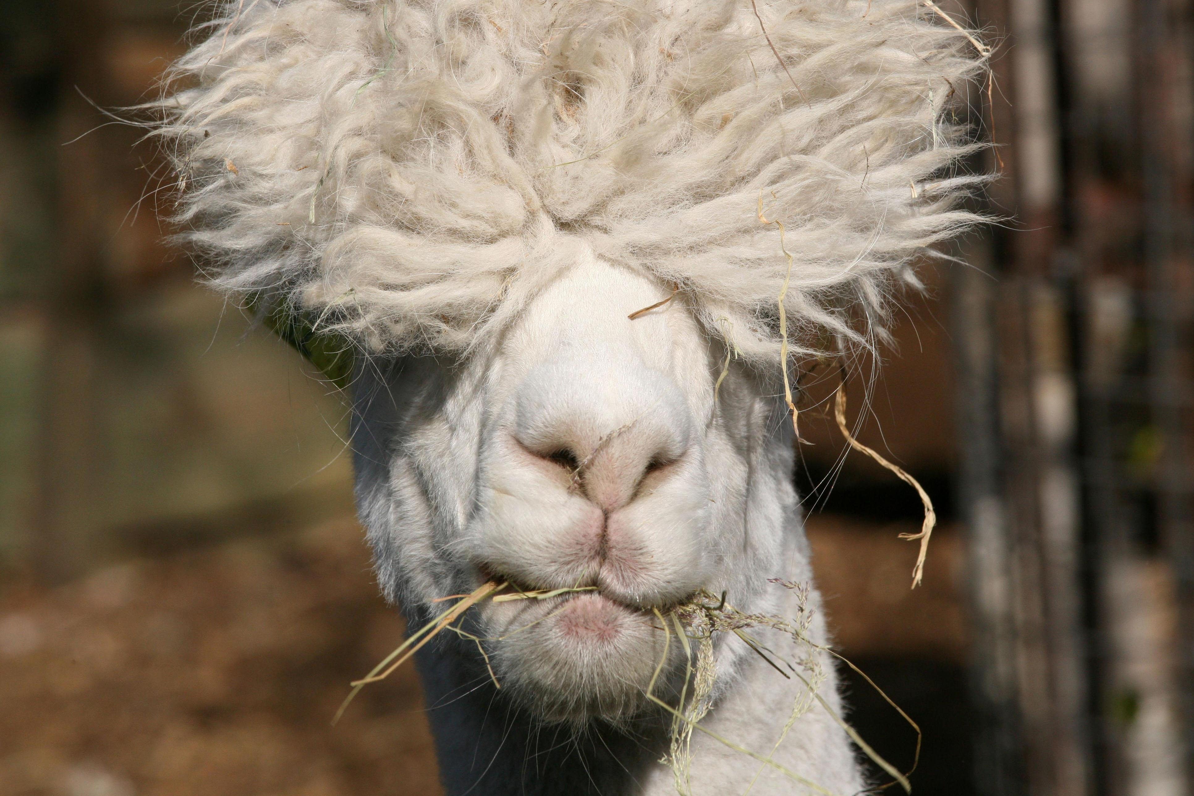 MPs have backed plans to roll out legal protections for alpacas and llamas in England and Wales, as part of a move to prevent dog attacks (Katie Collins/PA)