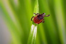 Fears over rising tick numbers and Lyme disease spread across Northeast