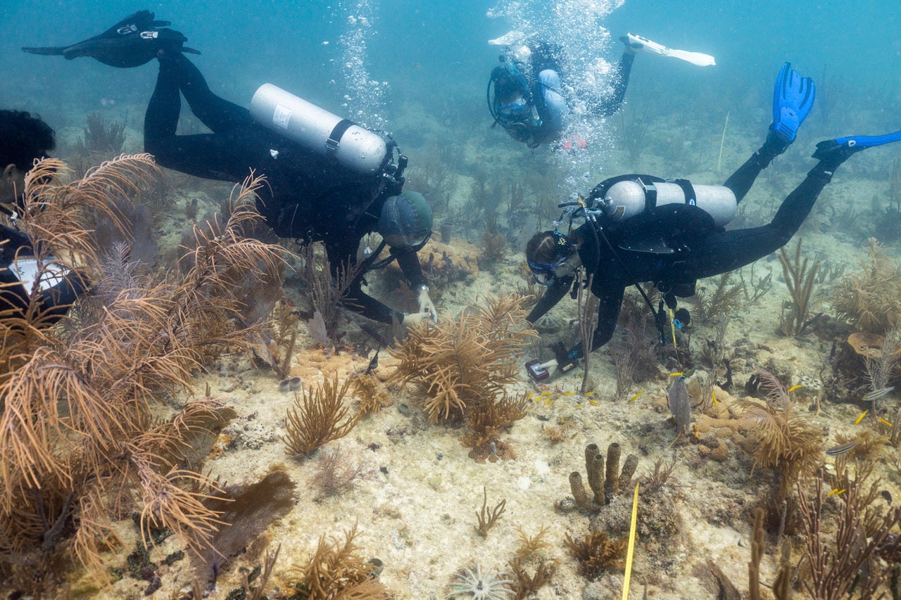 Divers planting a crossbred coral species from Honduras