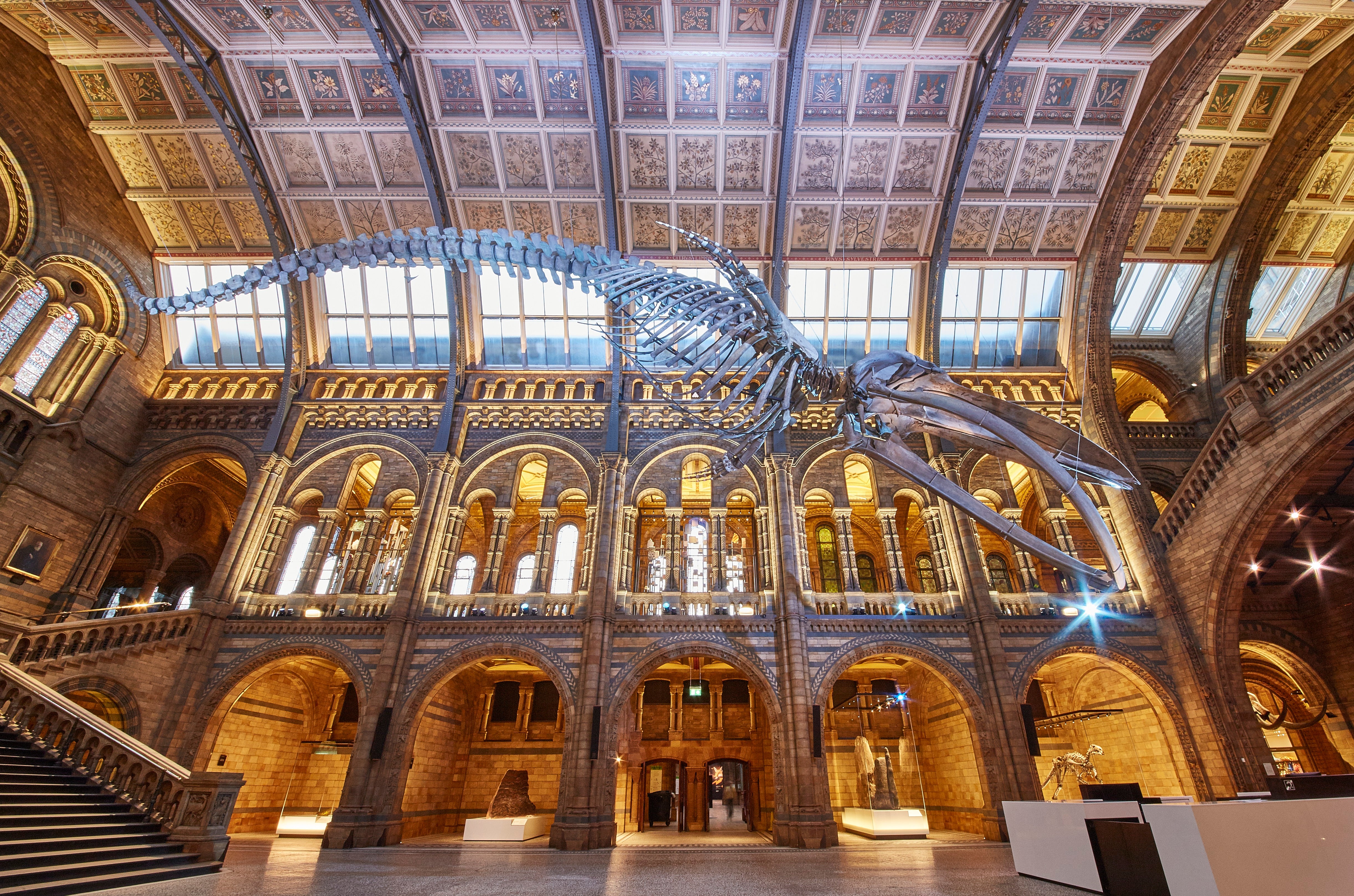 The blue whale skeleton in the Hintze Hall at the Natural History Museum
