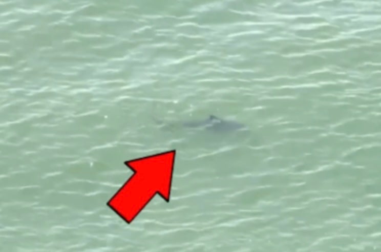 Shark sightings force some New York beaches to close on busy July 4 weekend