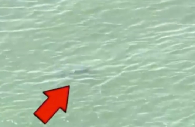 New York takes shark monitoring seriously using drones