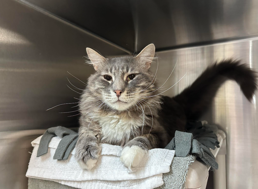 Art, a seven-year-old gray tabby, was rescued by Pasadena Humane after the destructive Eaton Fire. Now, he has found his forever home