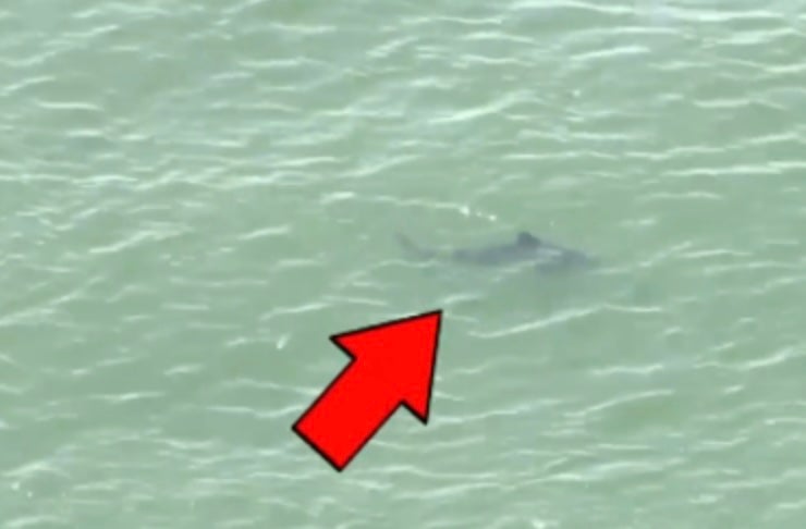 Multiple sharks were spotted at Rockaway Beach