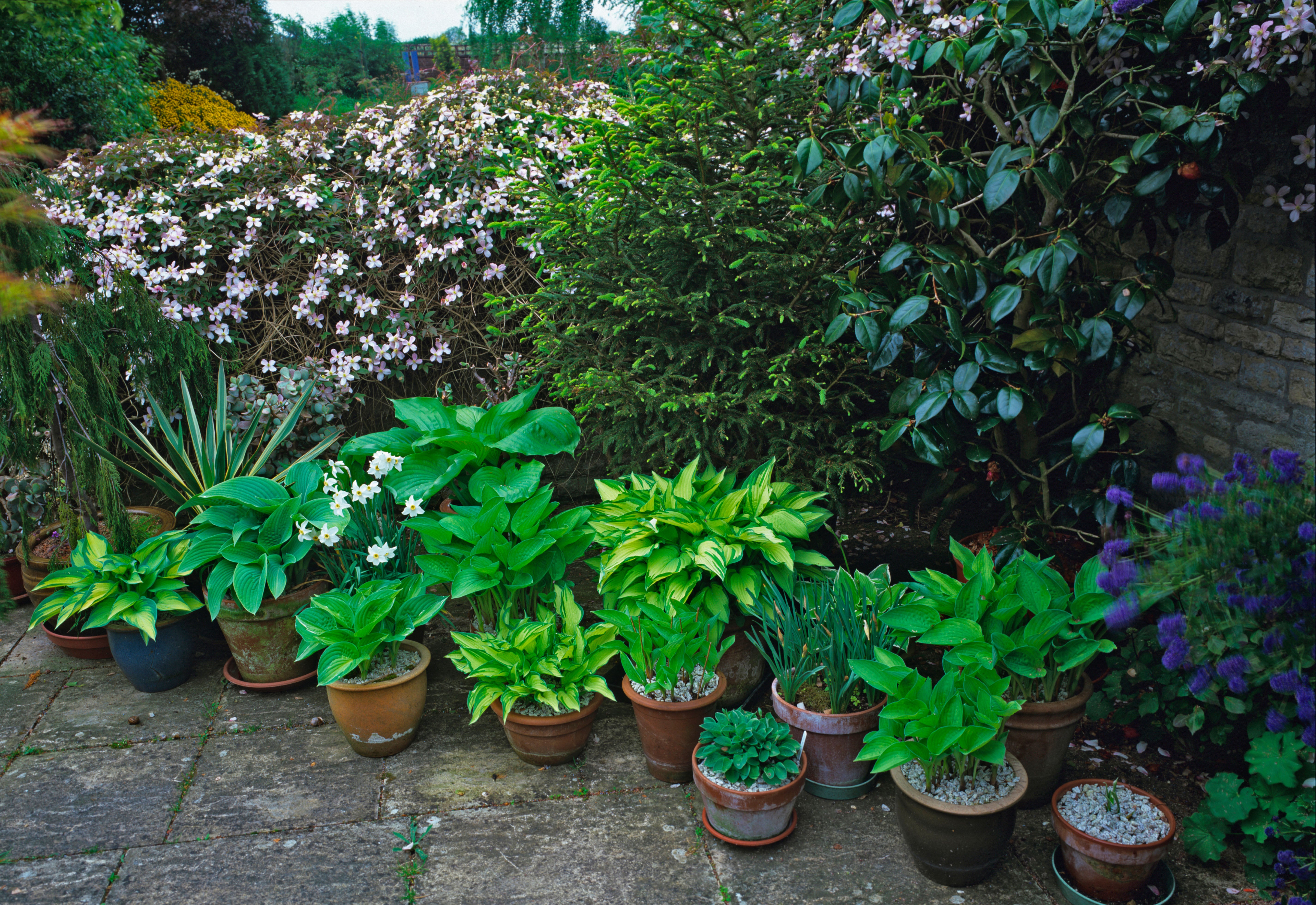 Summer is a good time to check on plants in pots