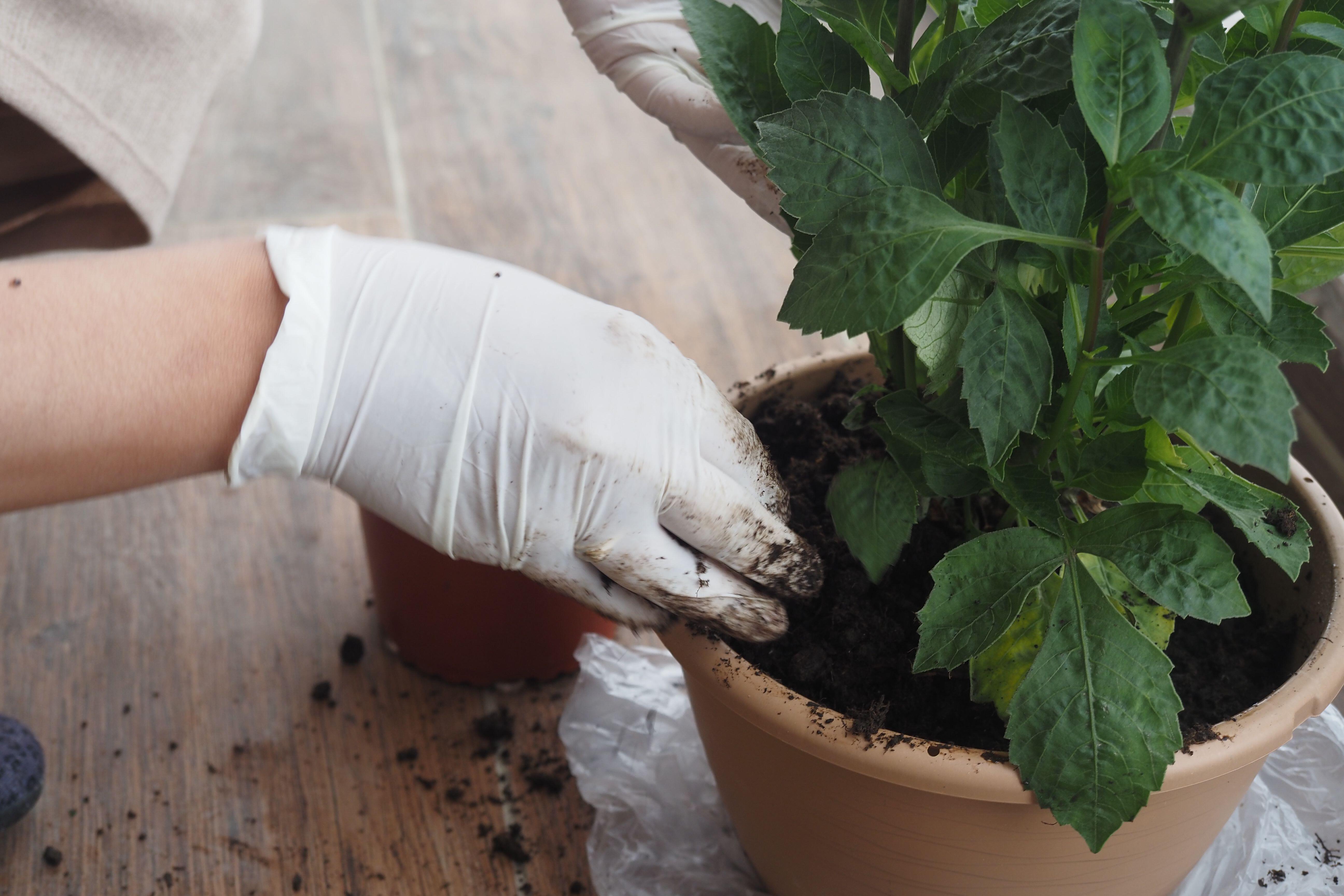 You may need to repot your plant if its roots are touching the edge of the pot