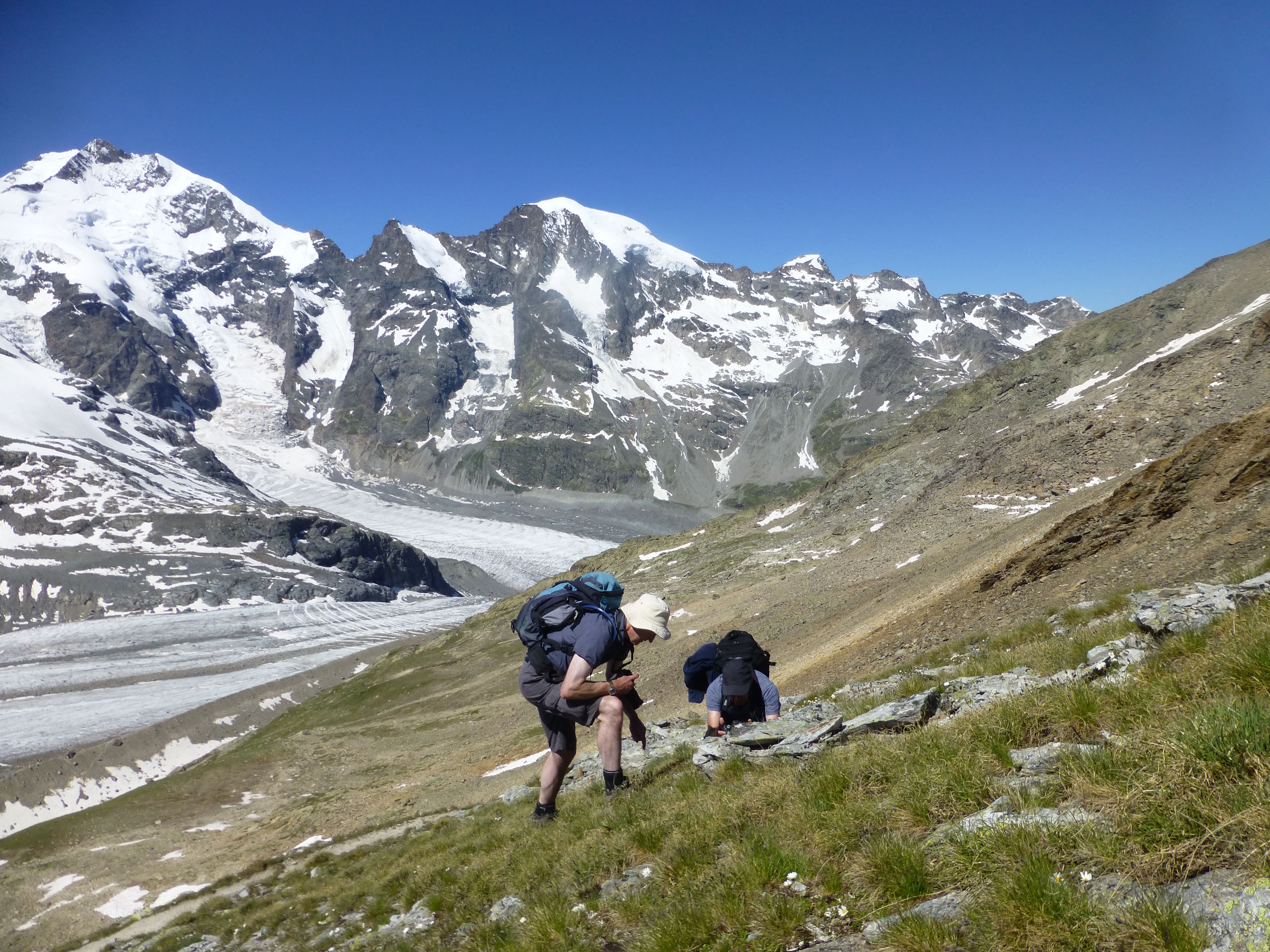 Botanising at the top of Diavolezza
