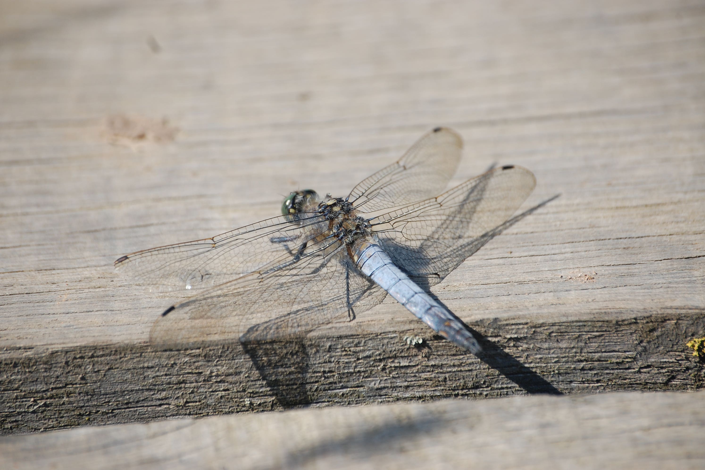 The rare black-tailed skimmer dragonfly that was discovered at Ulster Wildlife’s Bog Meadows Nature Reserve (David Littlejohn/UlsterWildlife/PA)