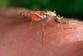 First anti-malaria drug for newborns approved