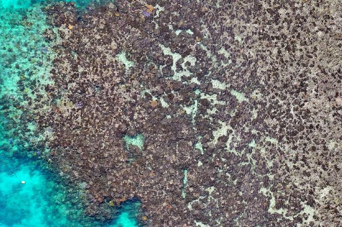 Drone image shows Lizard Island coral after 2024 bleaching