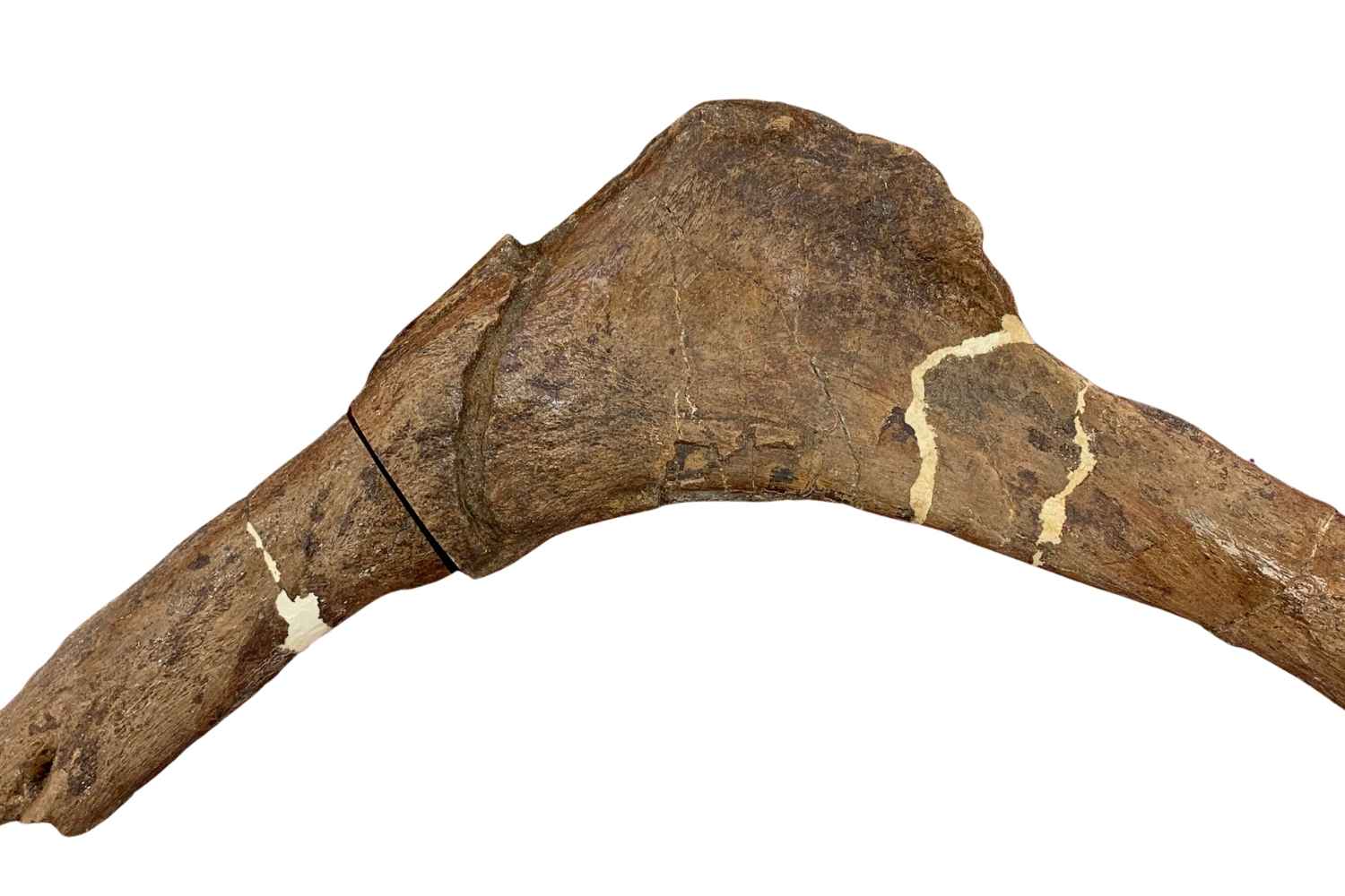 Scotty's rib bone and location of fractures