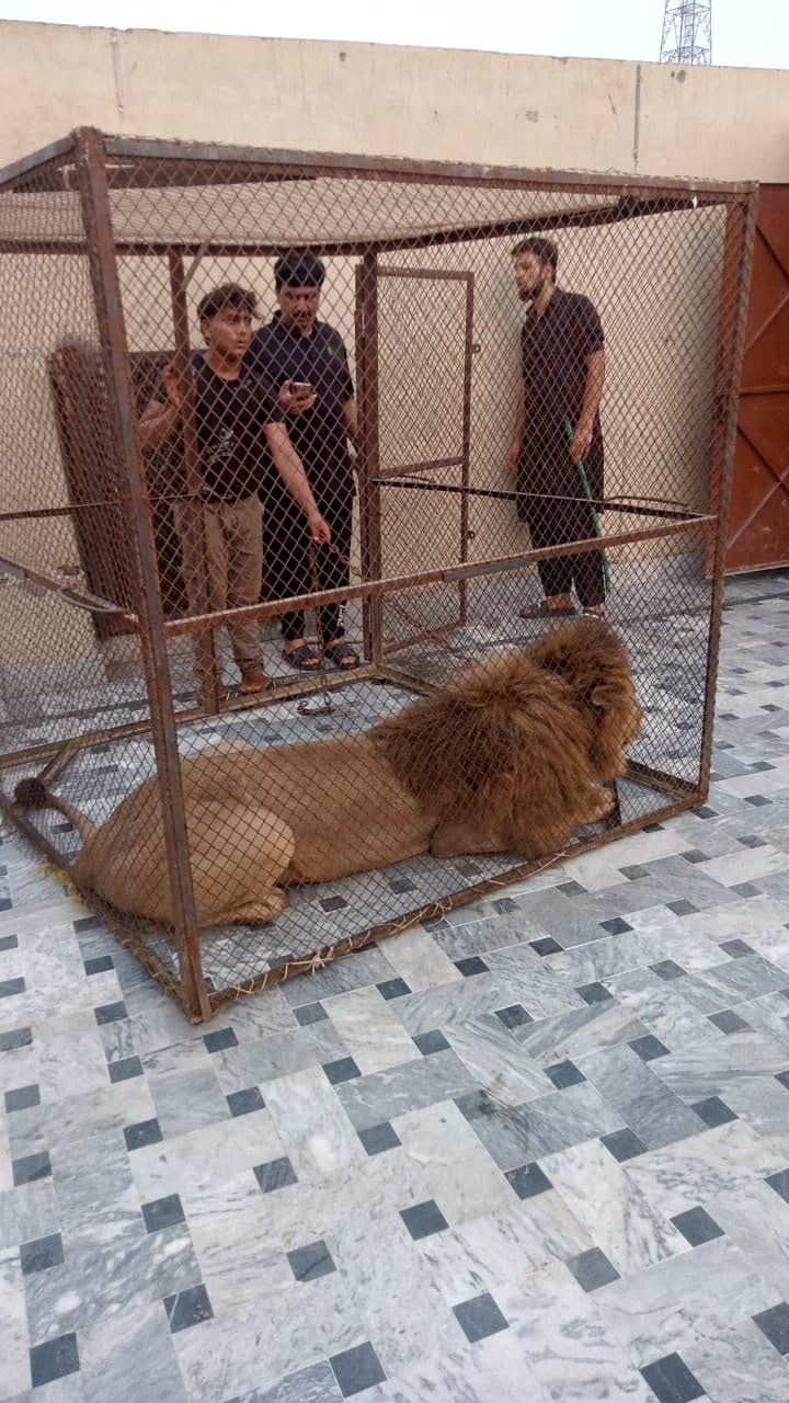 Men, who take care of the pet lion in a cage, stand, after a lion was confiscated during a raid, by the Wildlife department, against the owners of the pet lions, in Lahore, Pakistan, 4 July 2025