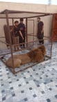 Pakistan launches crackdown on ‘pet’ lion ownership after woman mauled in Lahore street