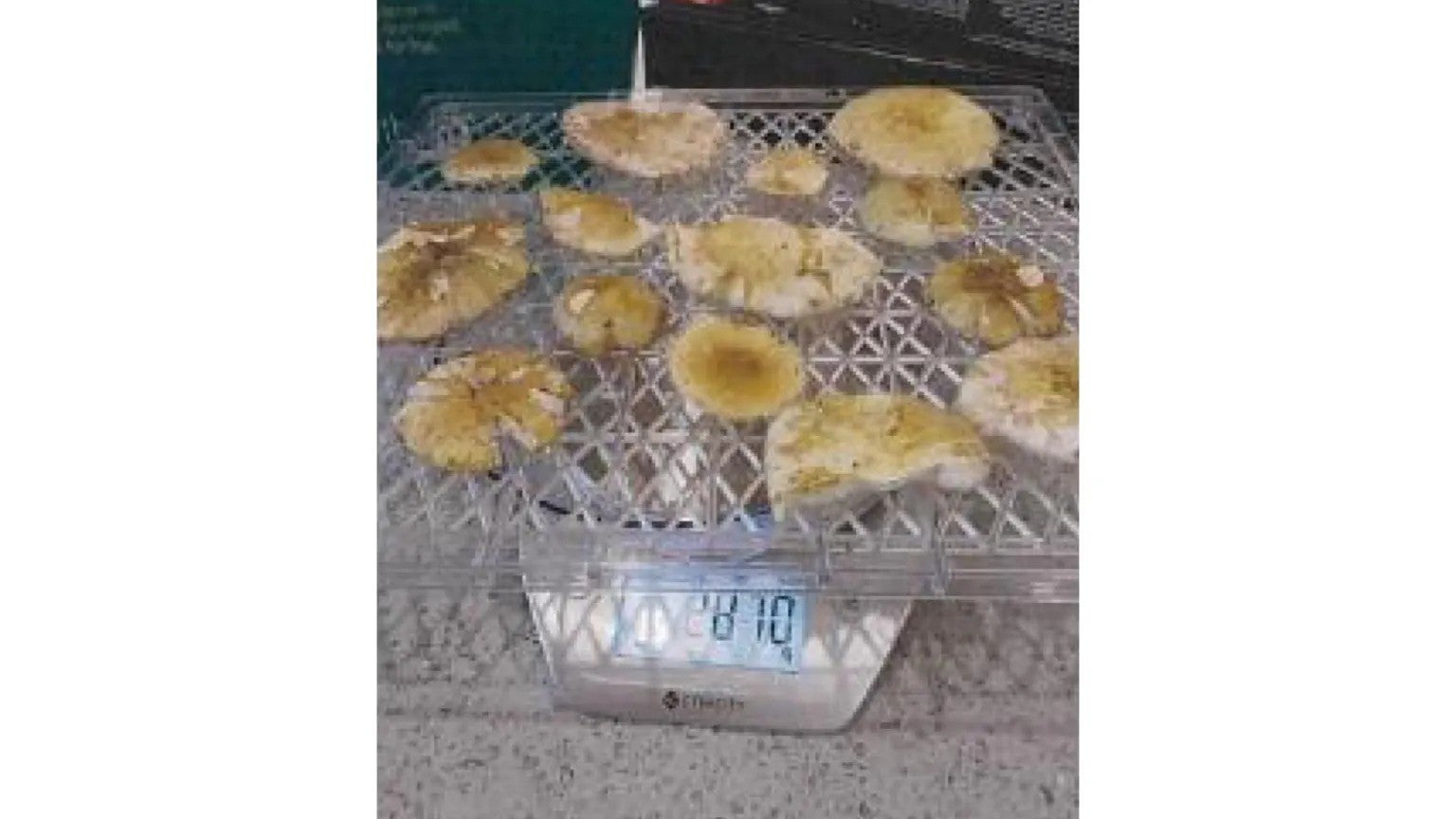 Picture released by court shows mushrooms on a kitchen weighing scale