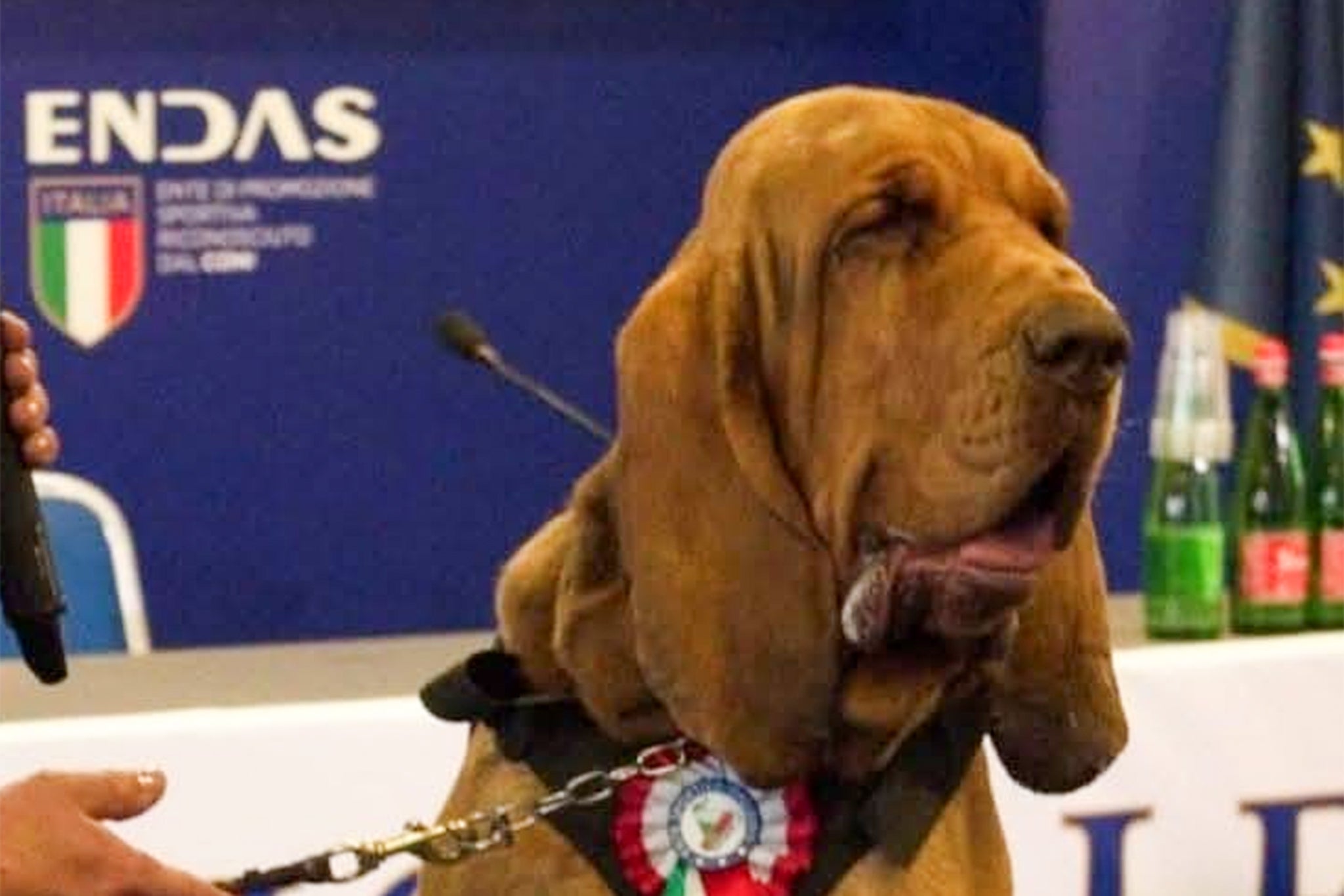 Bruno the bloodhound was given an award by Italian PM Giorgia Meloni