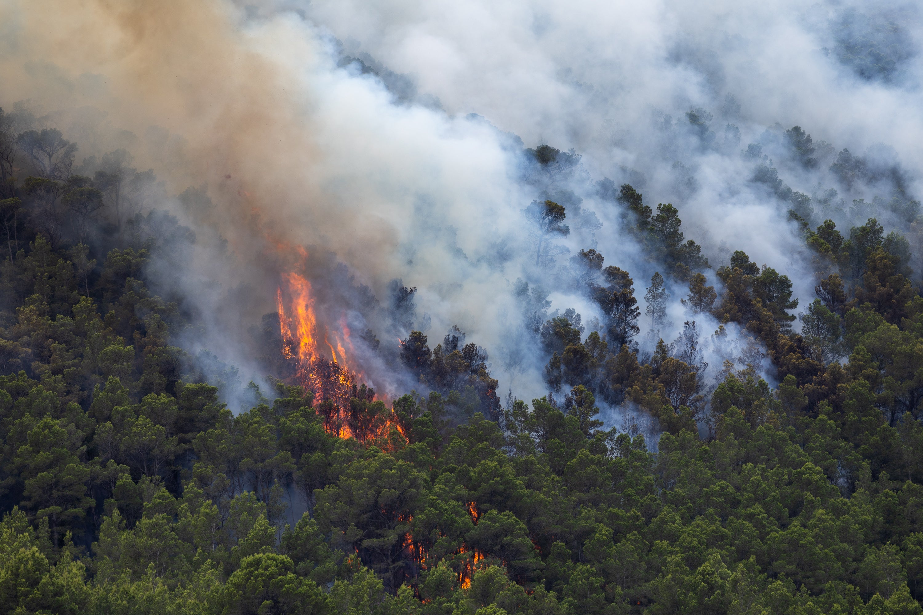Smoke billows from the trees as a wildfire burns through forested areas near the towns of Xerta and Paüls on 8 July