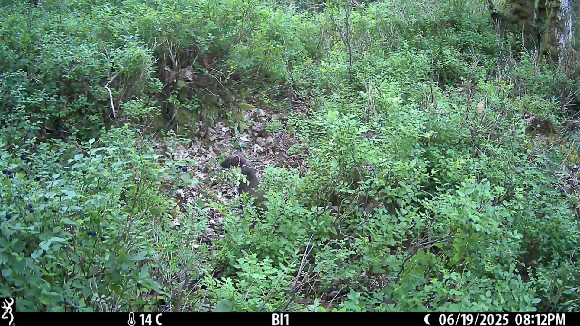 Camera trap footage has captured shots of kits scampering through woodland