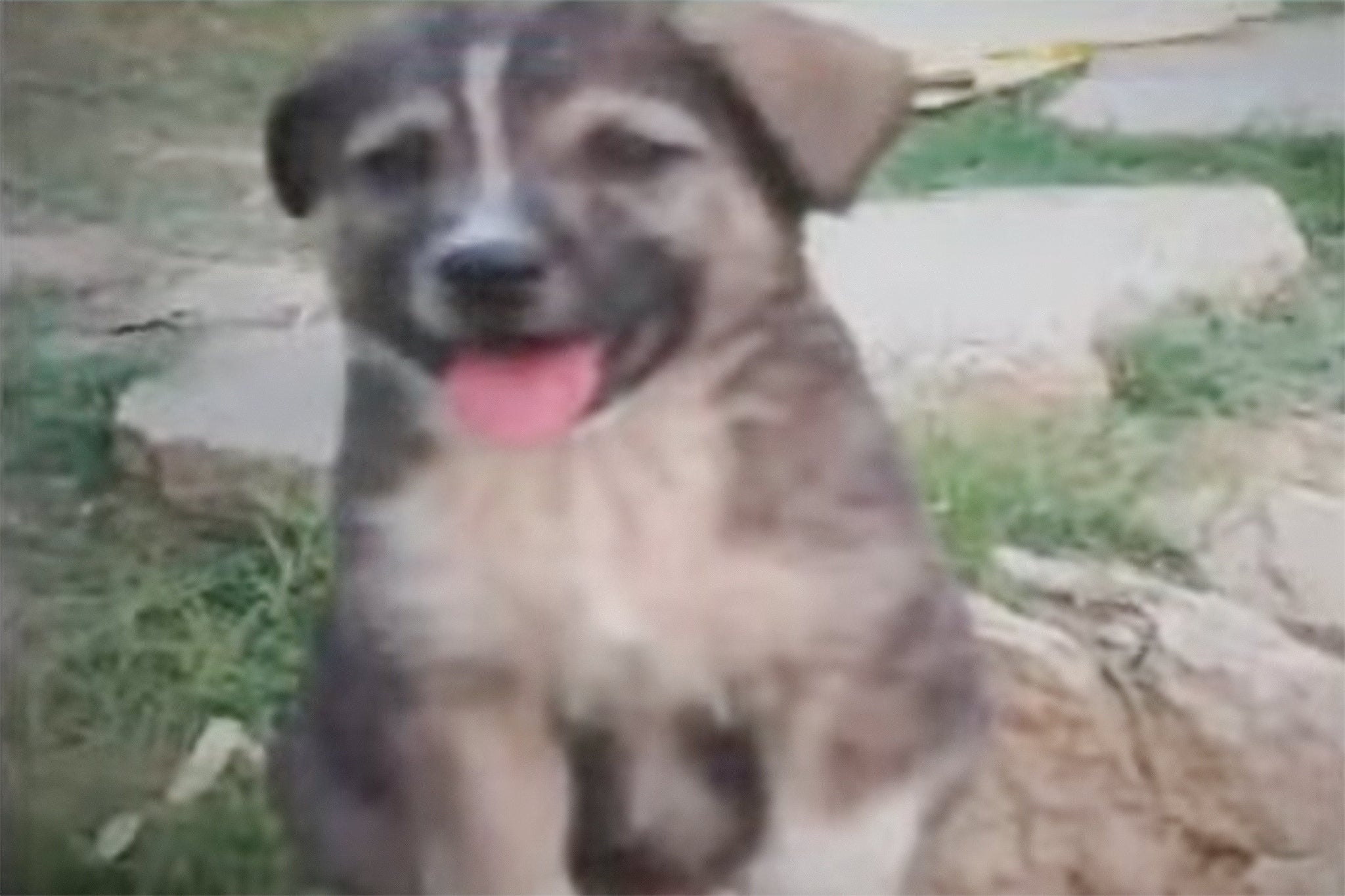 Hero dog saves 67 lives before landslide flattens village