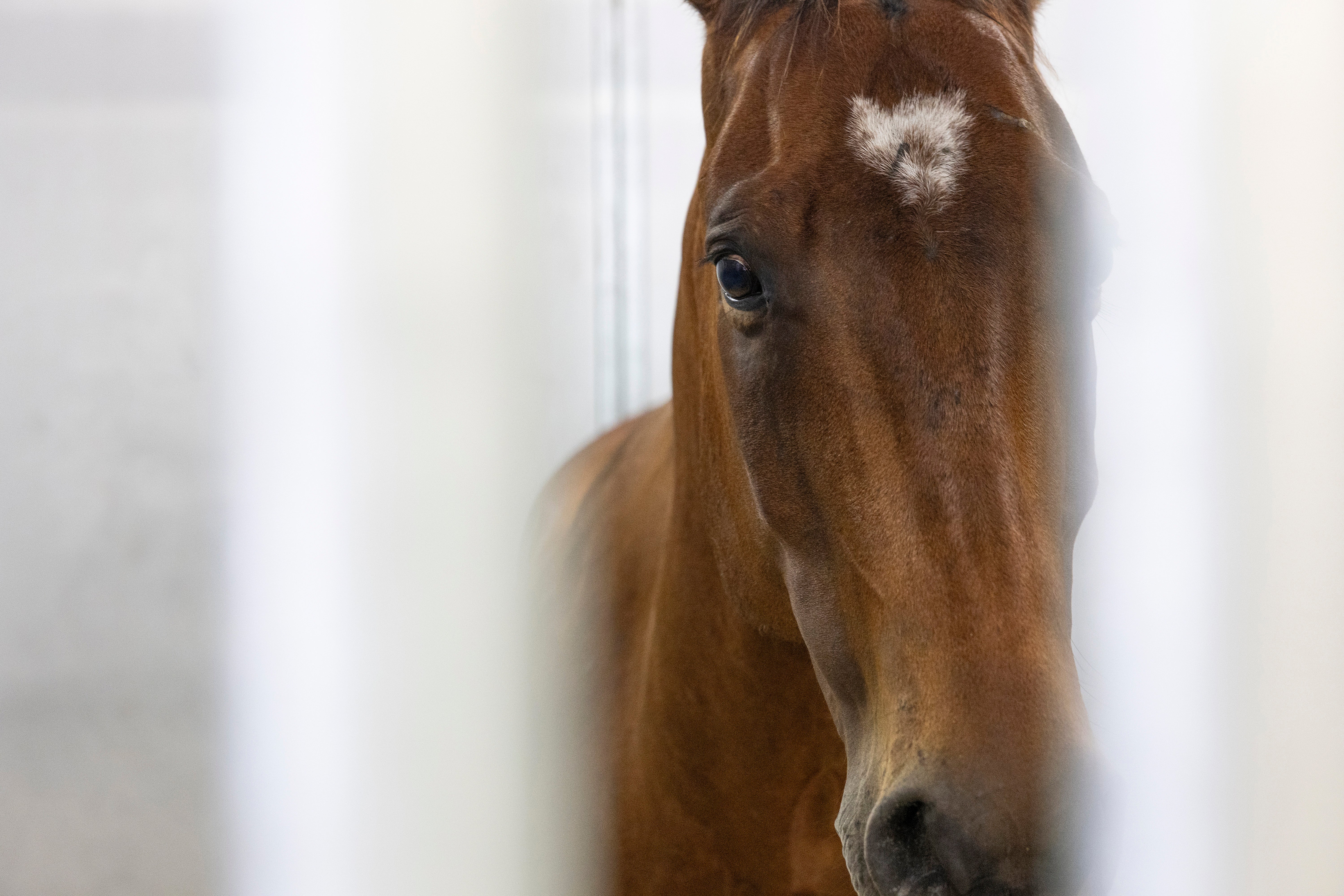 The Army is putting many of its horses up for adoption