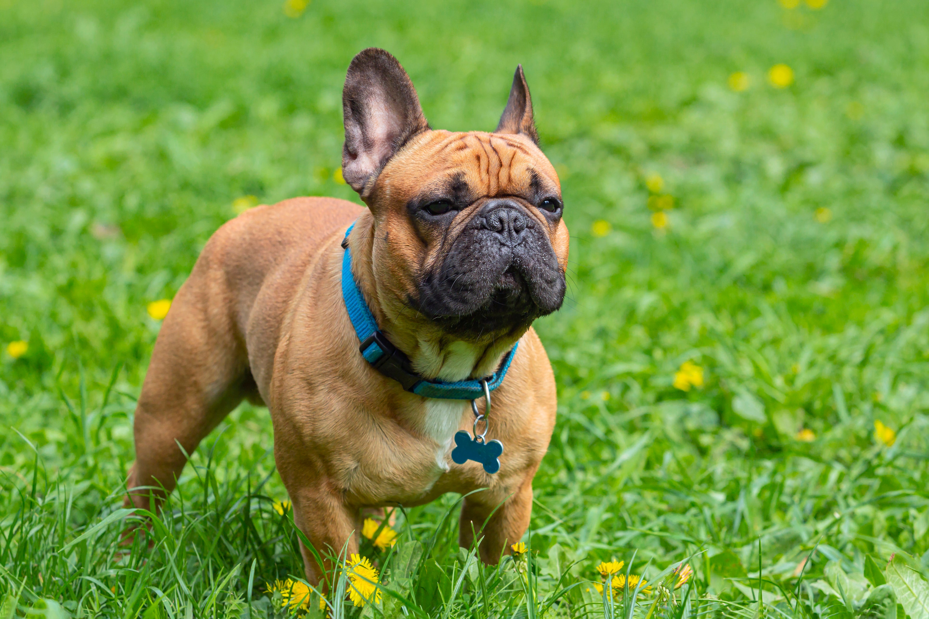 The french bulldog is the most popular dog in the United States, according to the AKC.
