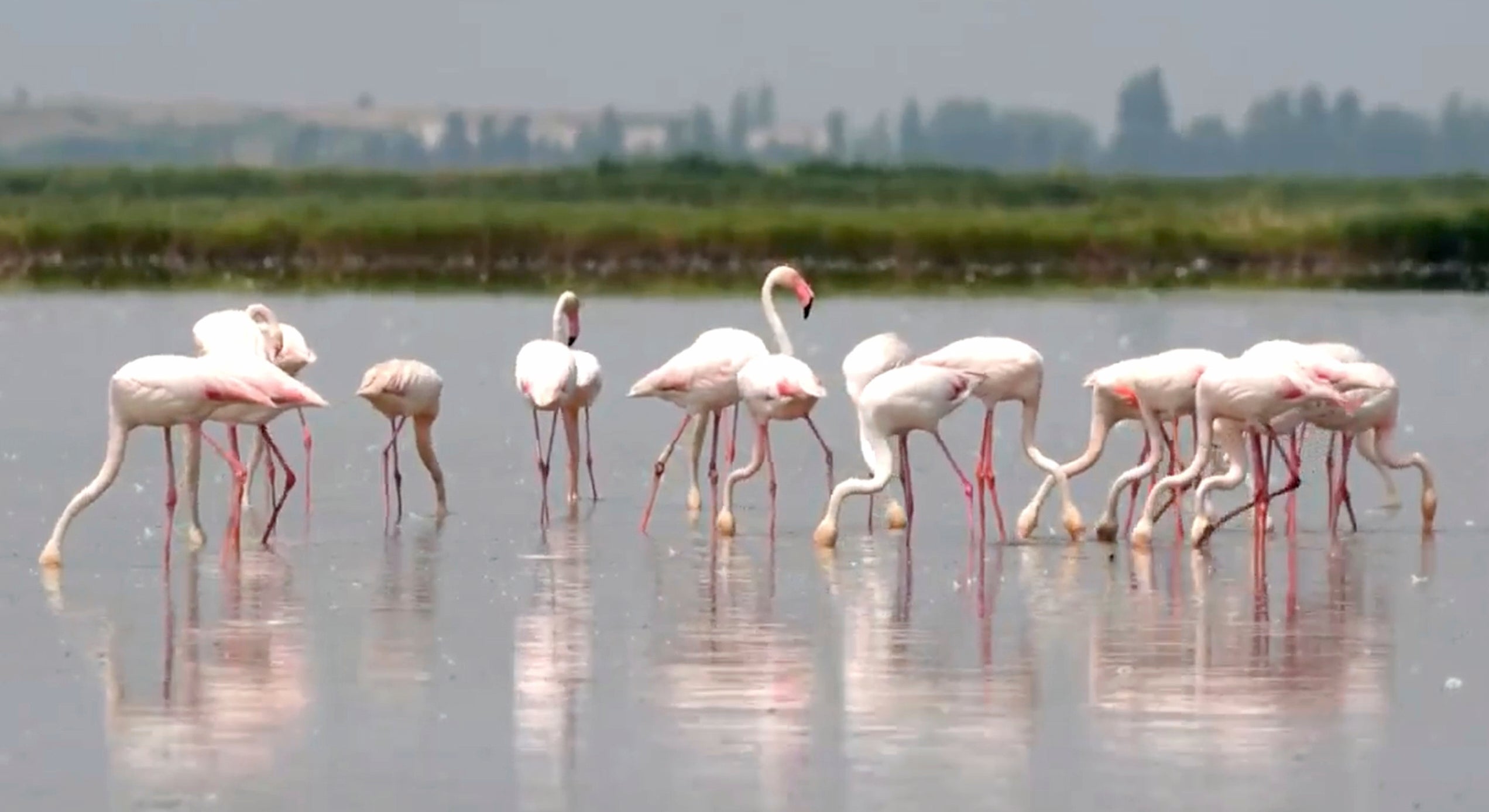 A flock of flamingos is seen in a flooded field that produce rice for risotto, in Jolanda Di Savoia, Italy