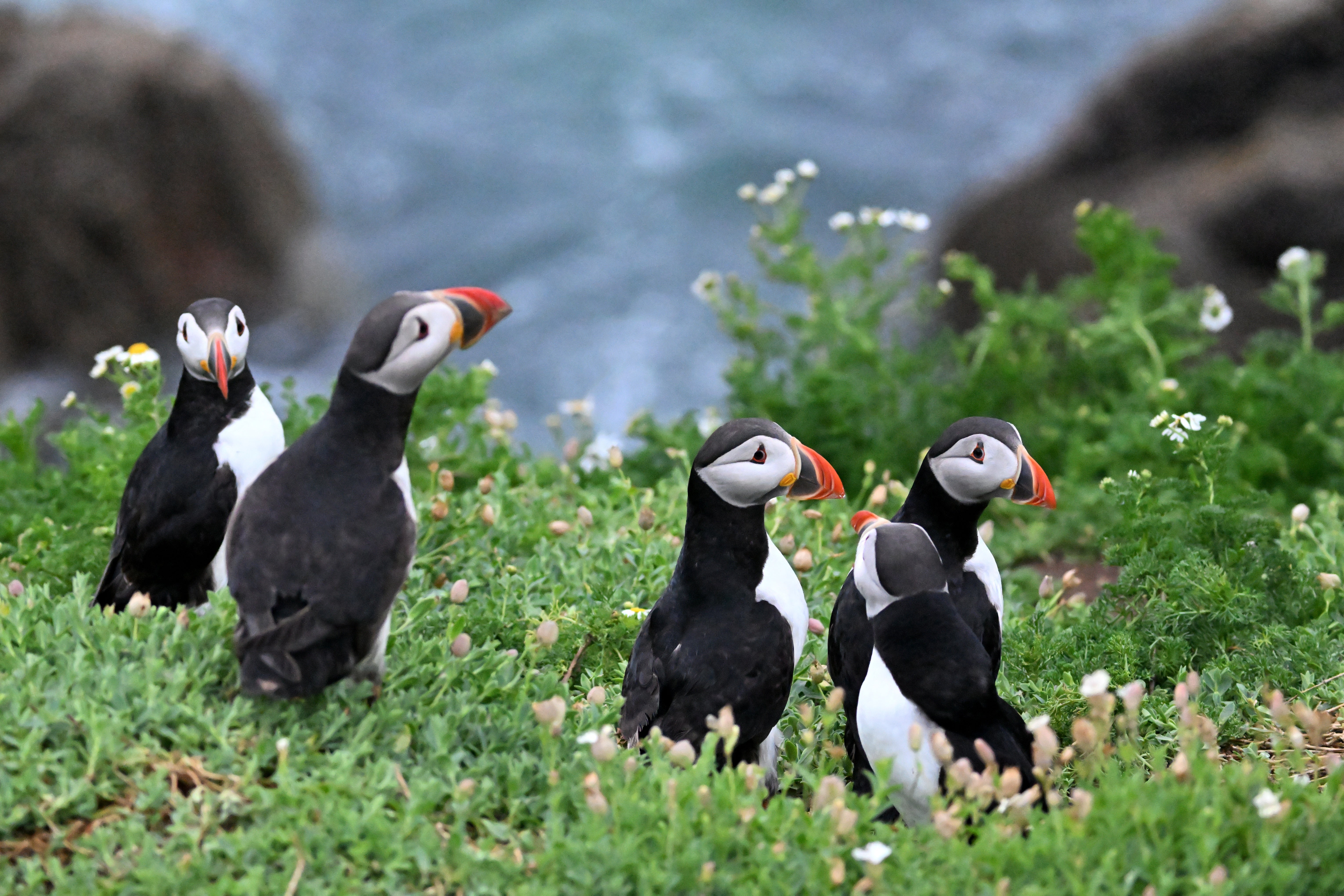 <p>Puffins live the edge of the sea cliffs on the Irish island of Great Saltee among the wildflowers</p>