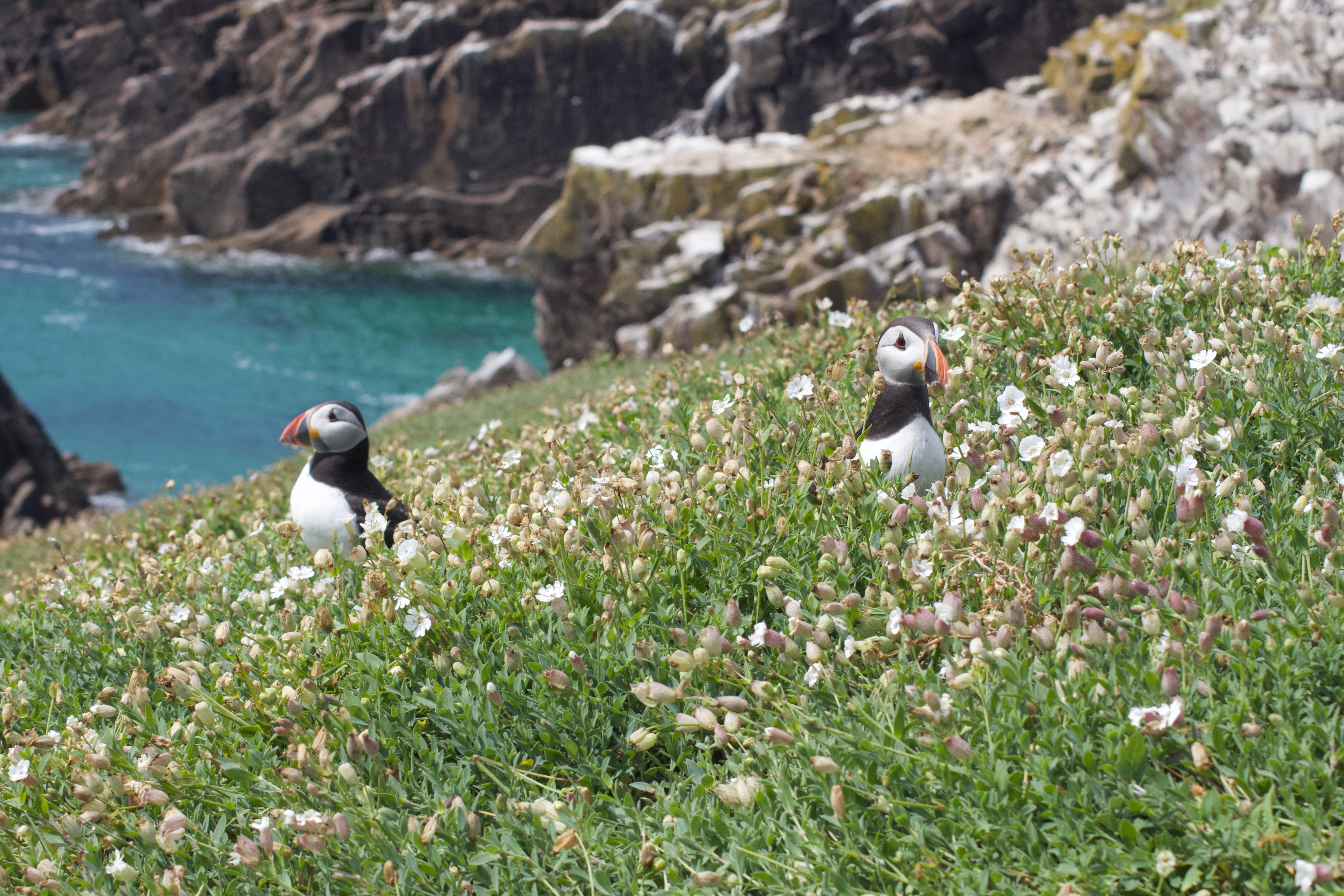 Nicole was able to get a close-up look at the waddling puffins who live among the patches of wildflowers on Great Saltee