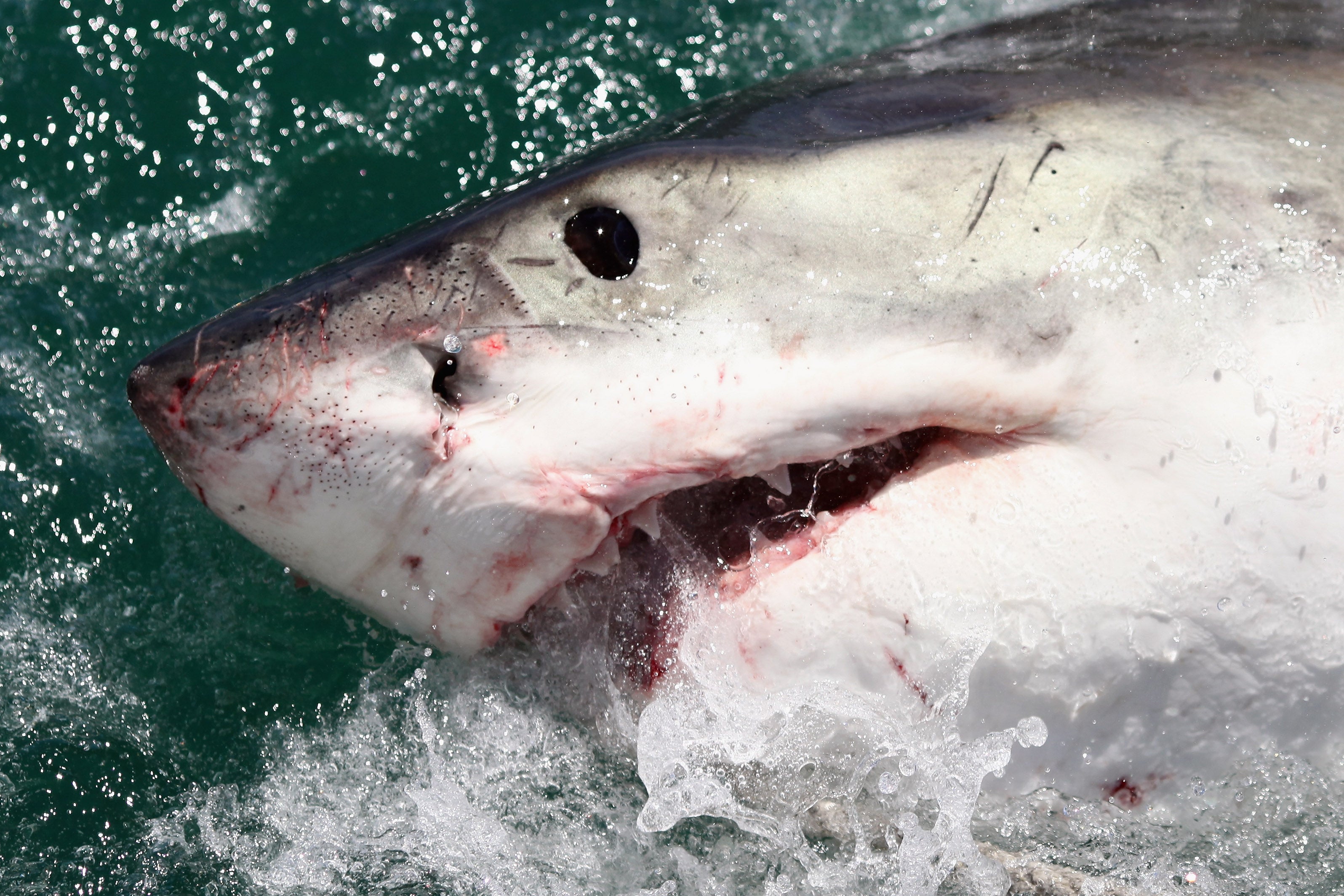 Great white shark sightings near Cape Cod have risen, with studies estimating around 800 sharks passed through the area between 2015 and 2018.