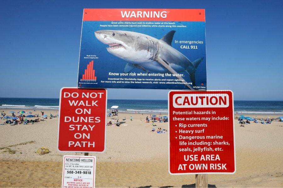 Lulu’s Law would let officials send phone alerts after shark attacks or during high-risk conditions.