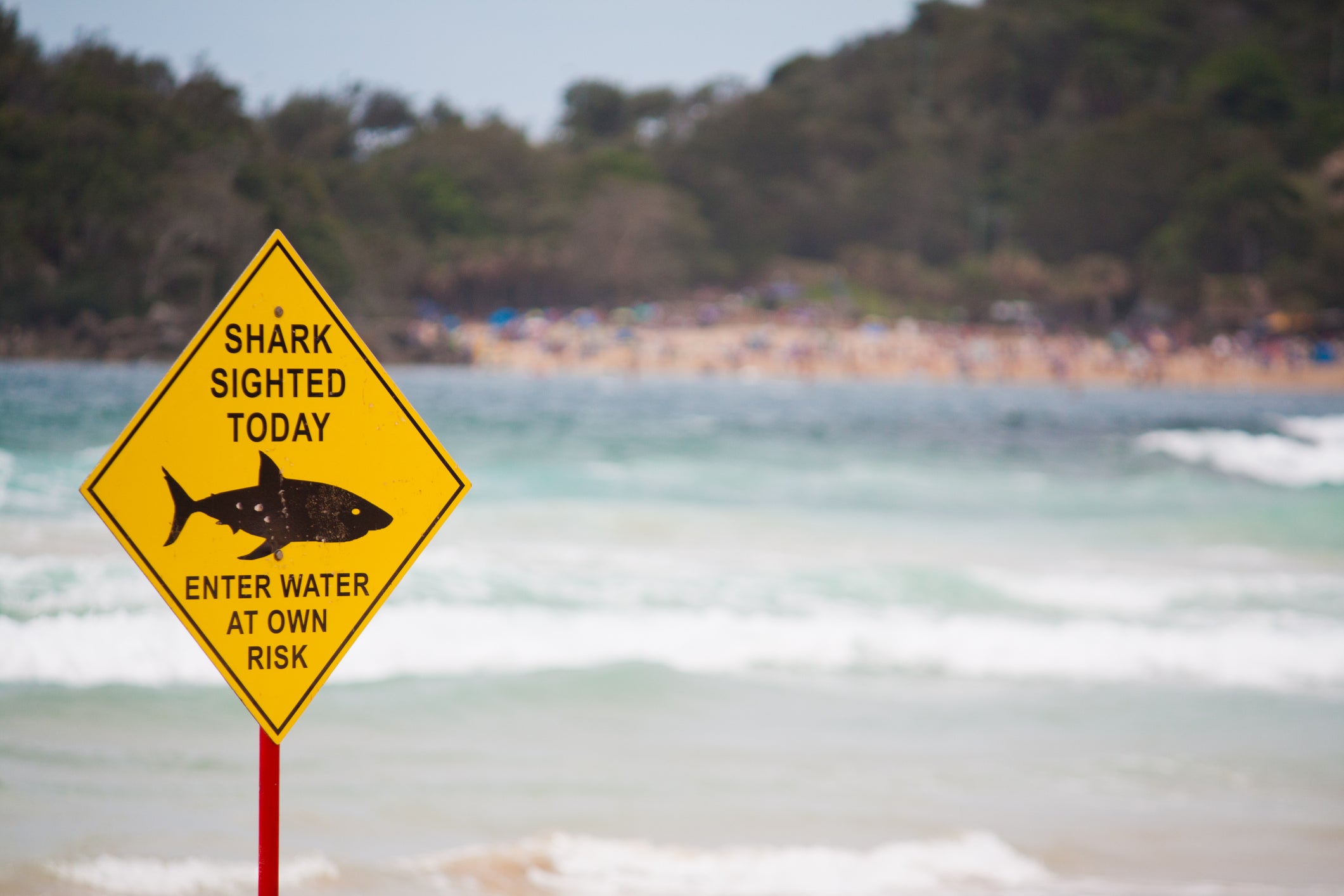 <p>File. A sign at Sydney’s Manly Beach warns of a shark sighting </p>