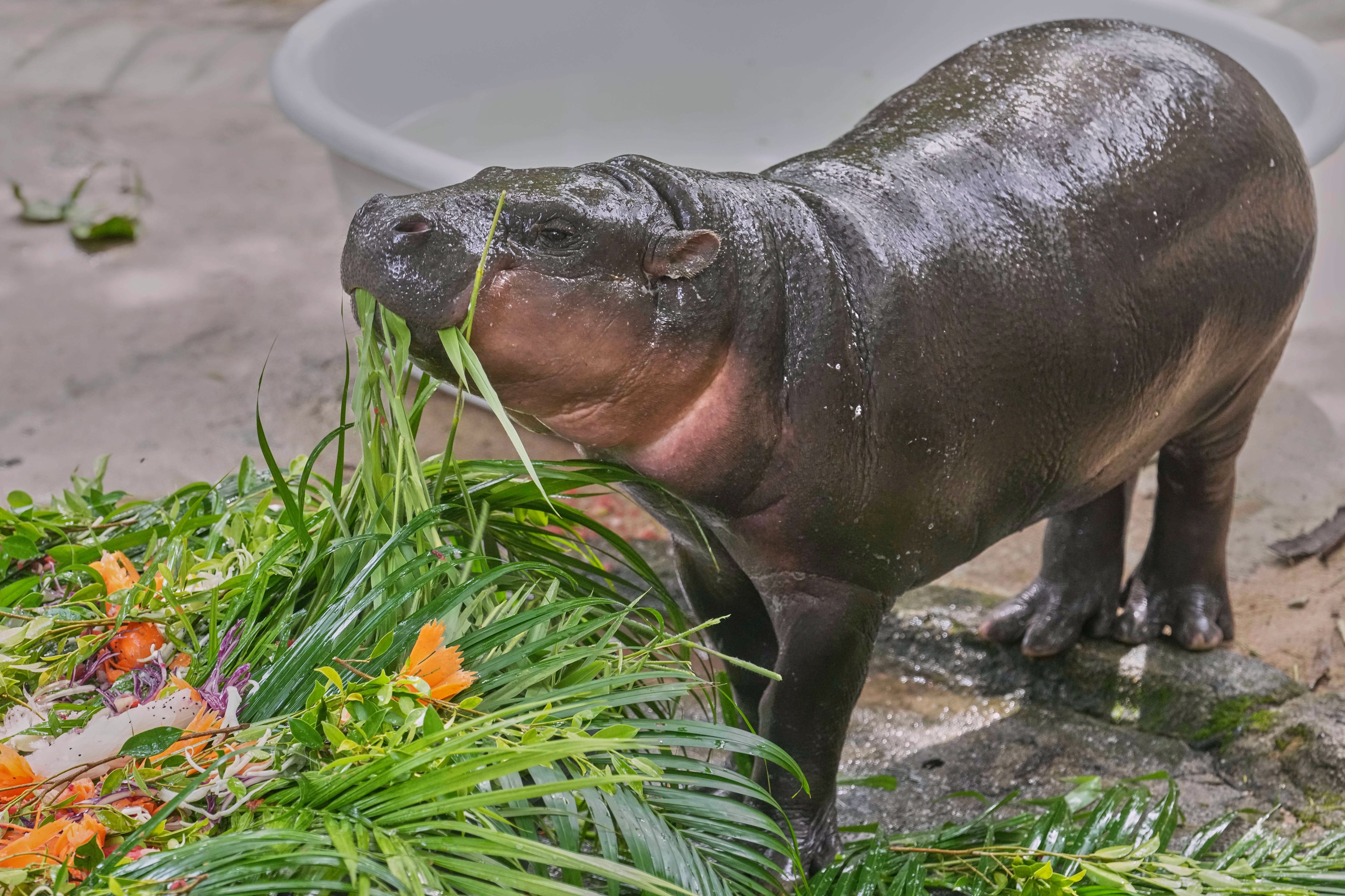 A baby pygmy hippo, Moo Deng eats fruit presented for her first birthday celebration at the Khao Kheow Open Zoo