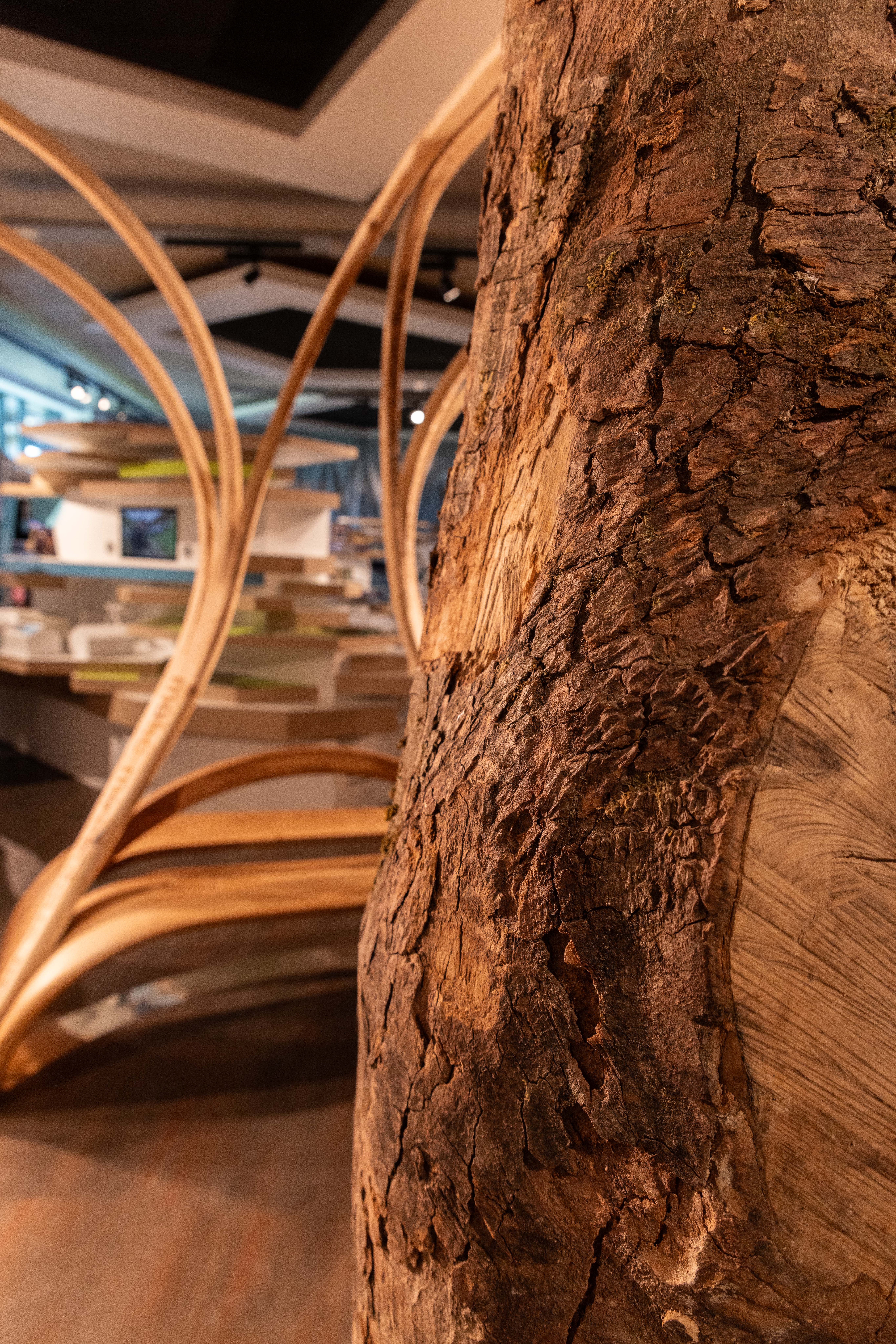 ‘Sycamore Gap: Coming Home’ exhibition at the Sill National Landscape Discovery Centre