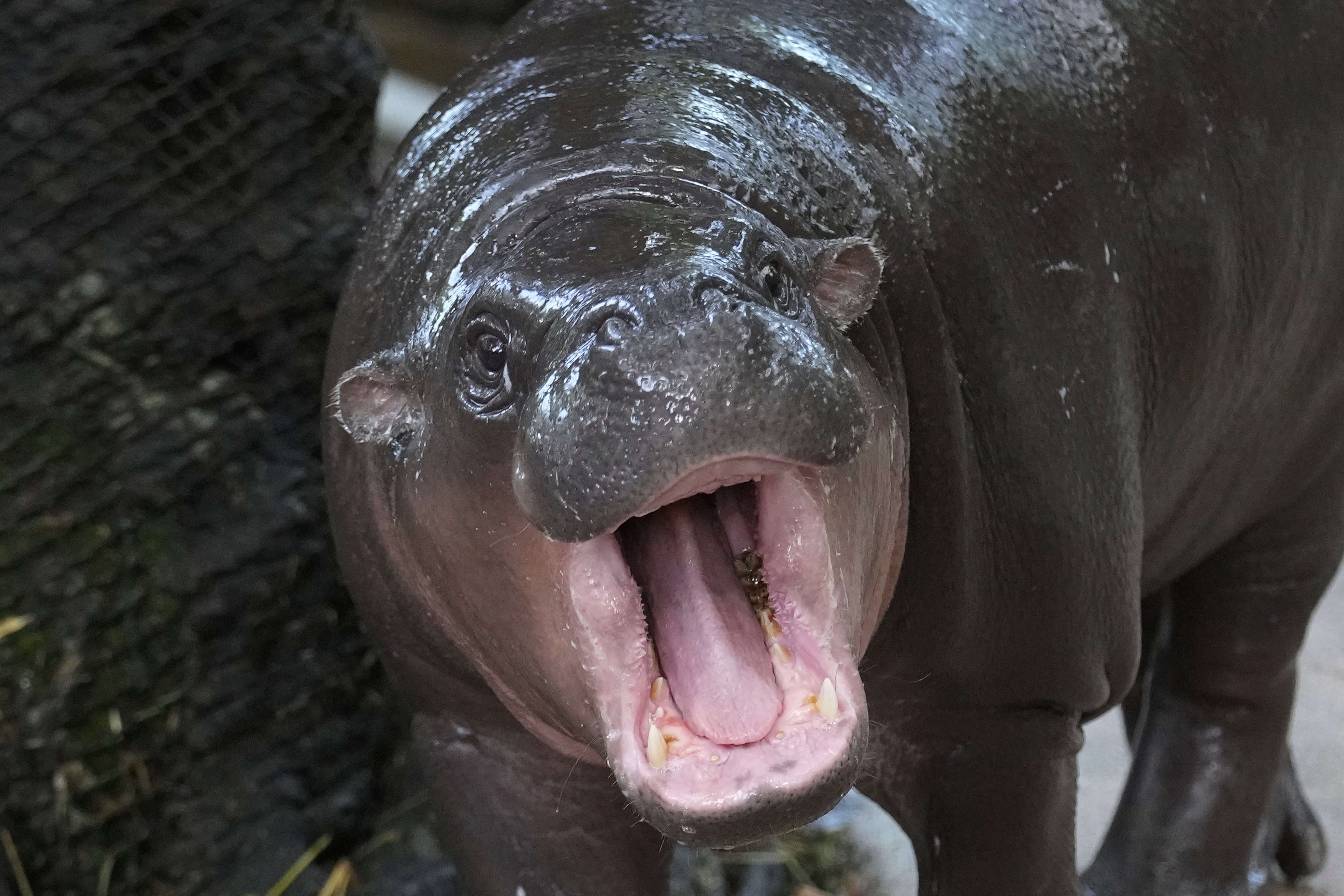 Hippo Moo Deng, which turned one year old, yawns at the Khao Kheow Open Zoo in Chonburi province