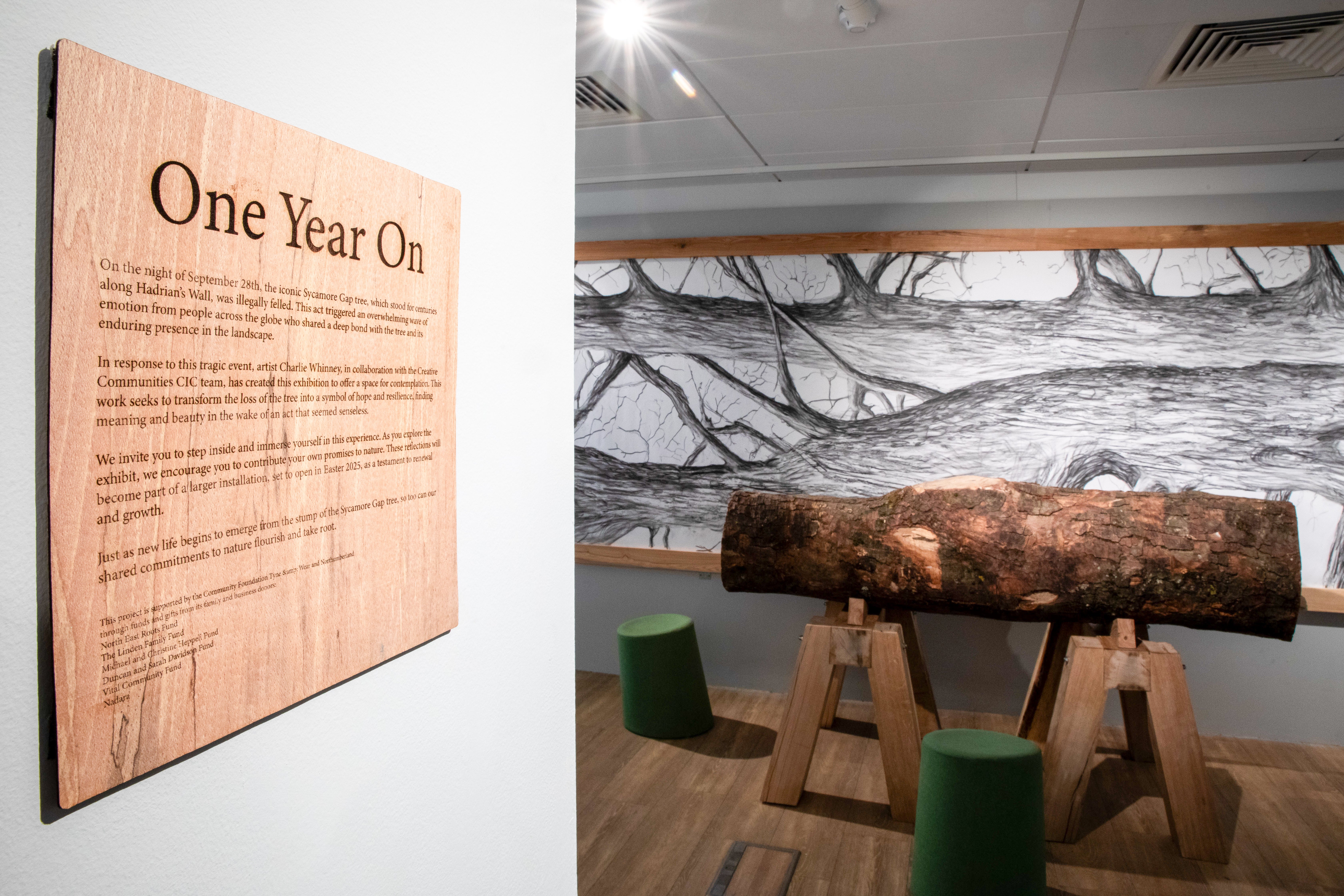 Sycamore Gap tree on display