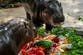 Moo Deng turns 1: Thailand’s internet-famous baby hippo celebrates birthday feasting on massive fruit platter