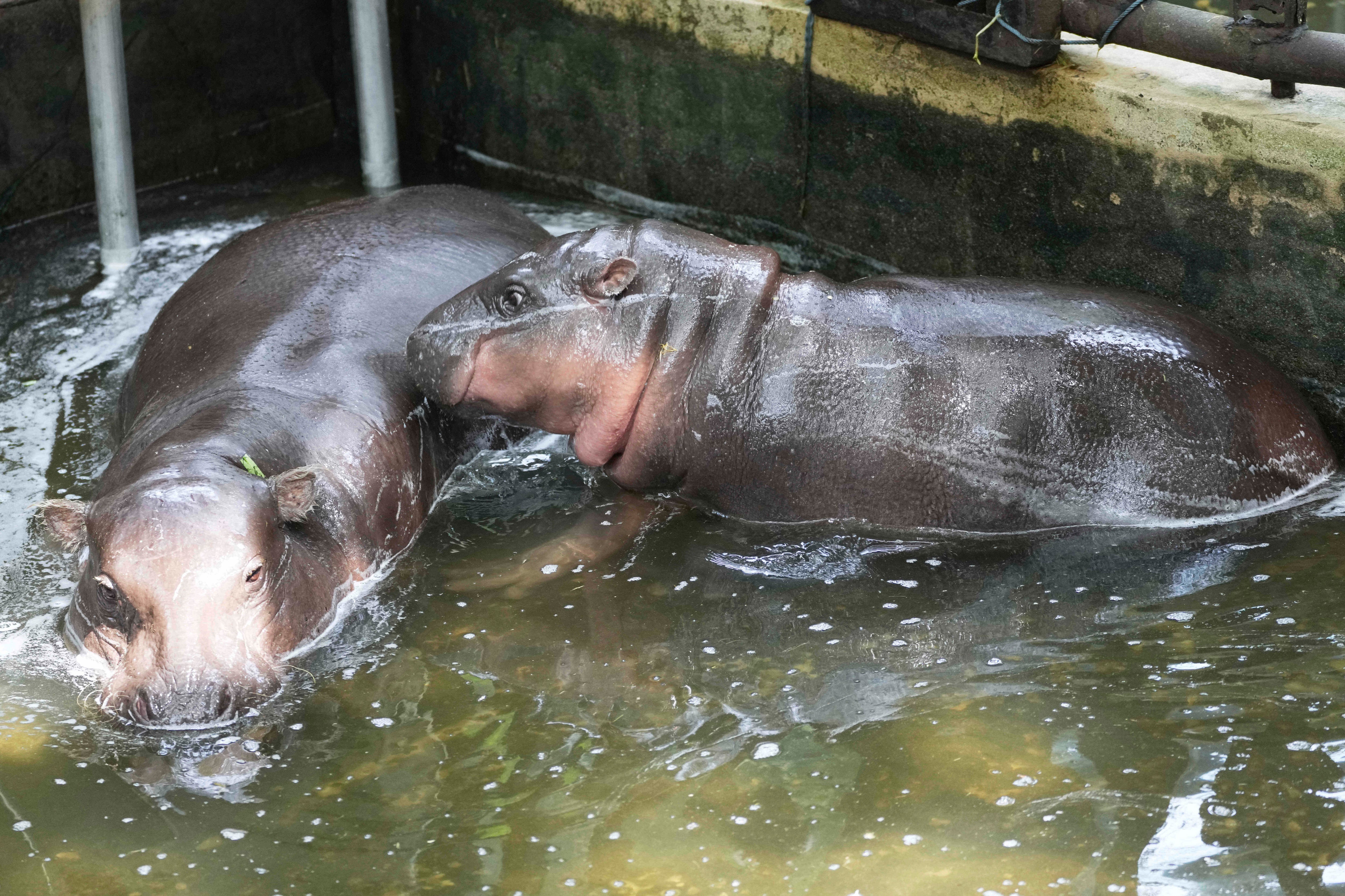 Mother hippo Jona, left and Moo Deng, which turned one year old, are seen at the Khao Kheow Open Zoo in Chonburi province, Thailand, Thursday, 10 July 2025
