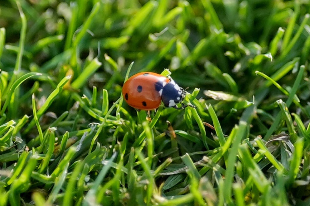 ‘[Ladybirds] are effective predators of aphids, which can be a major pest of many plant species’