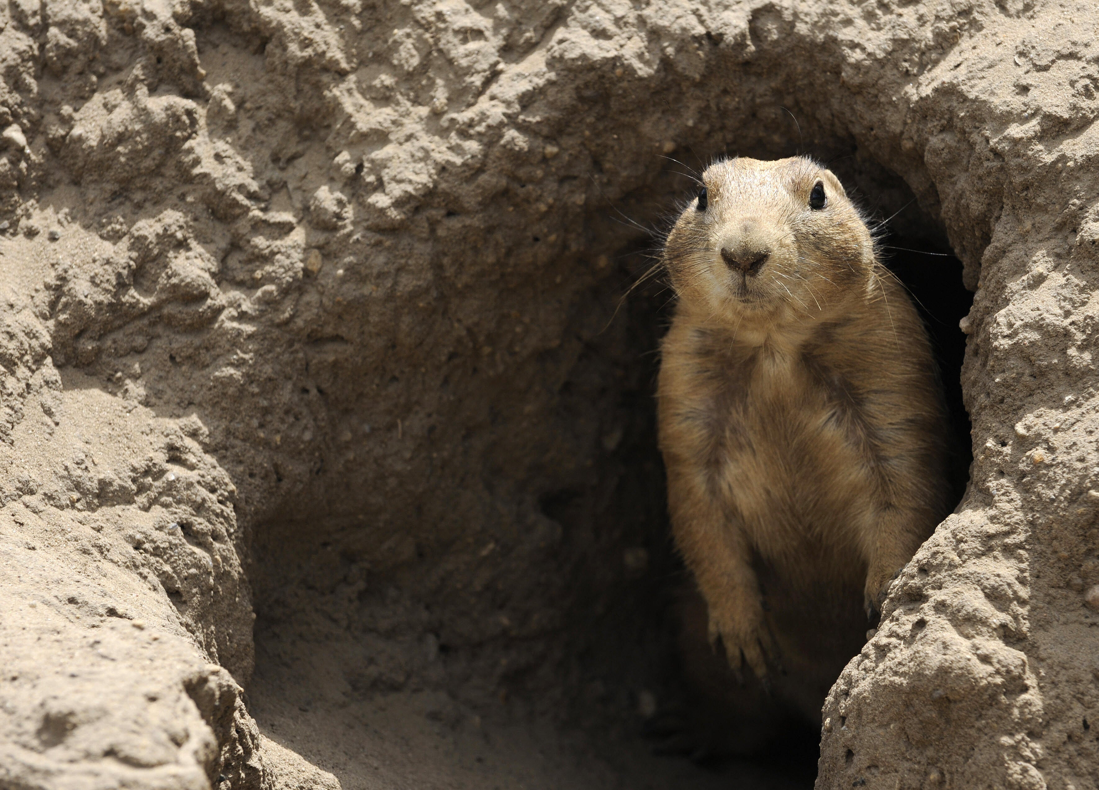 The human death follows a recent prairie dog die-off northeast of Flagstaff, a common warning sign of plague due to infected fleas carried by the animals.