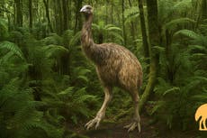 Scientists try to bring 12-foot tall giant bird back from 600-year extinction