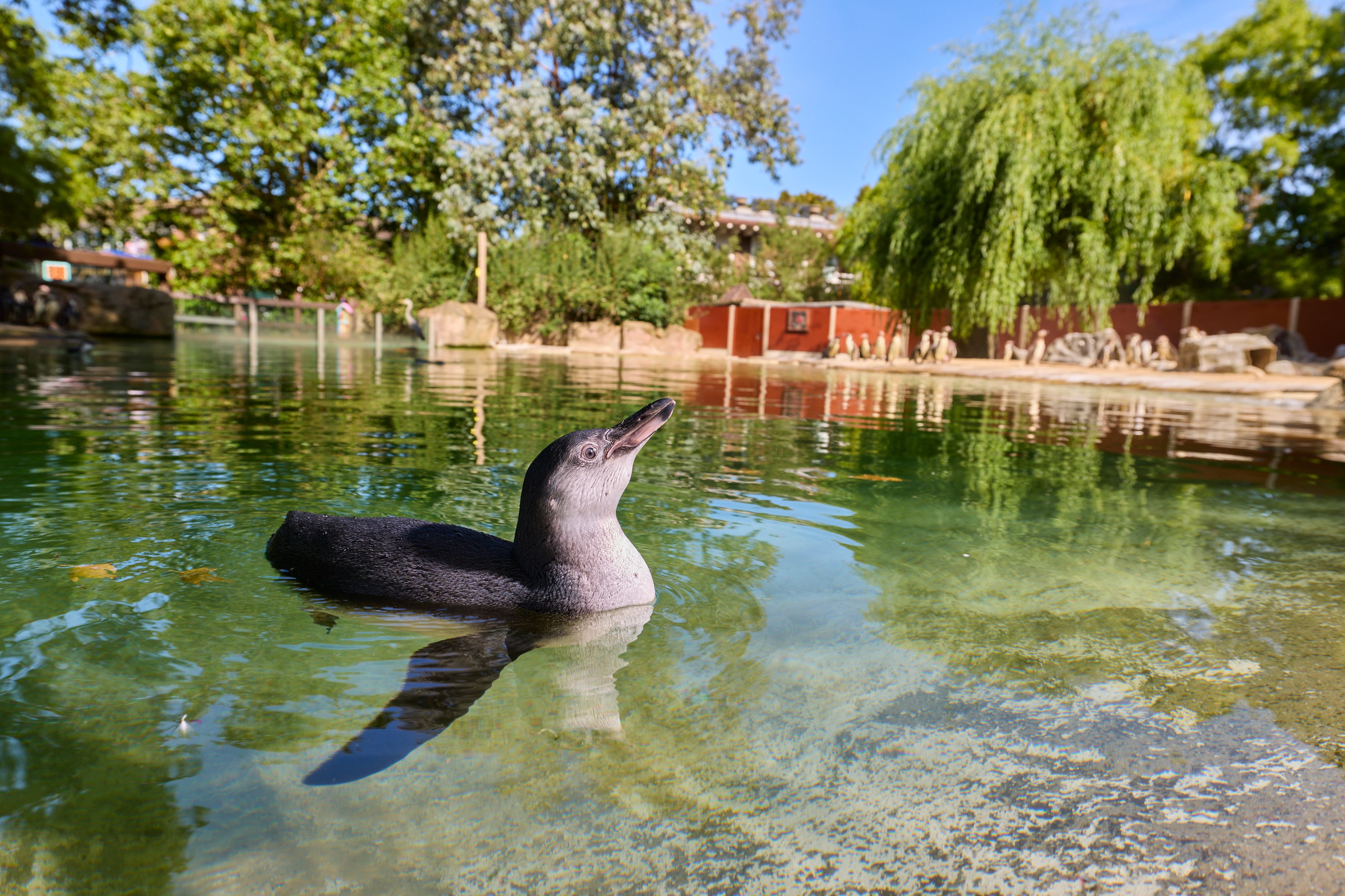 One of the older penguin chicks enjoying a swim at London Zoo (David Levene/ZSL)