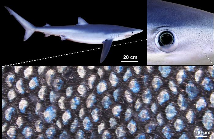 Blue shark dermal denticles