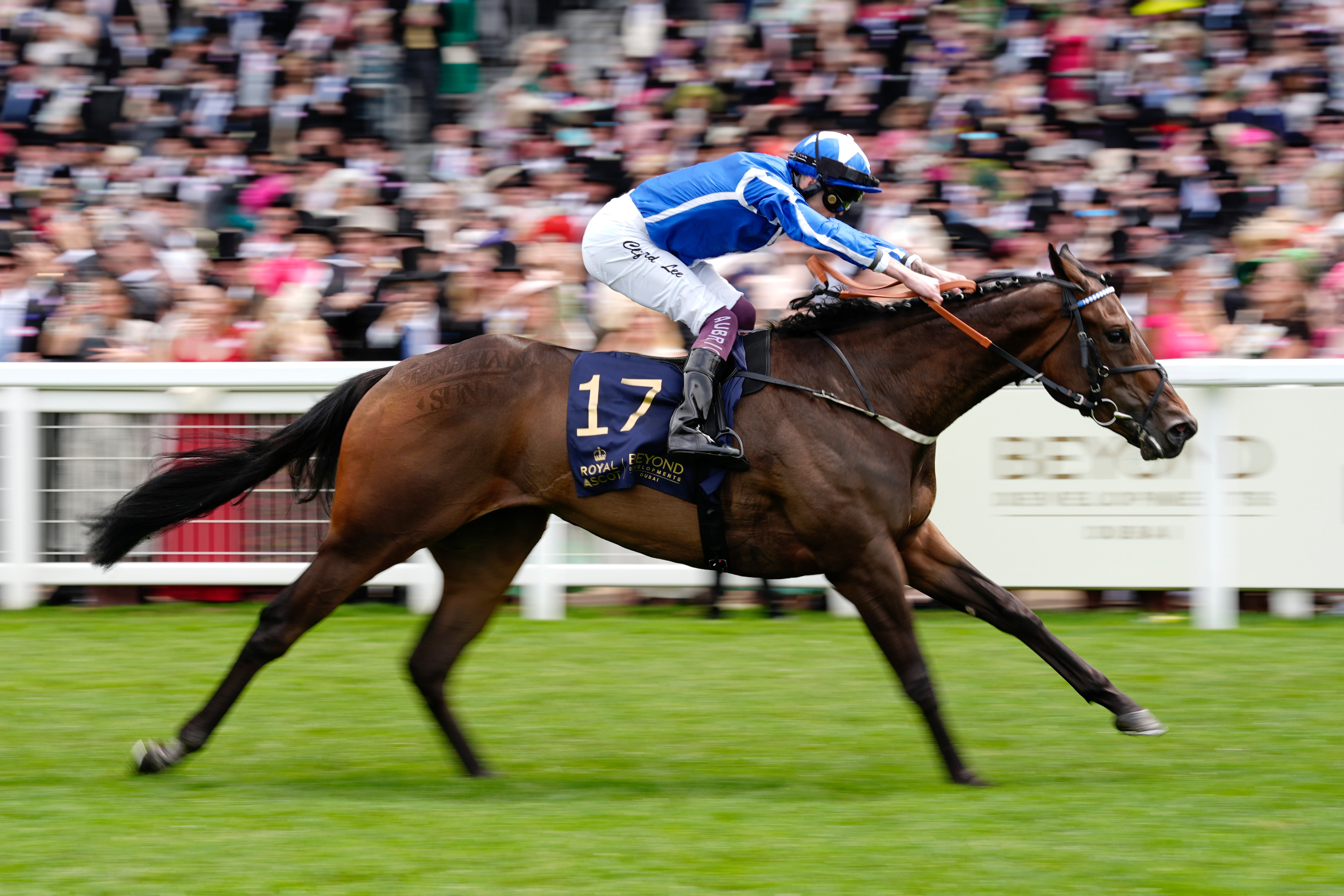 <p>Venetian Sun is tipped to go well in the Duchess of Cambridge Stakes </p>