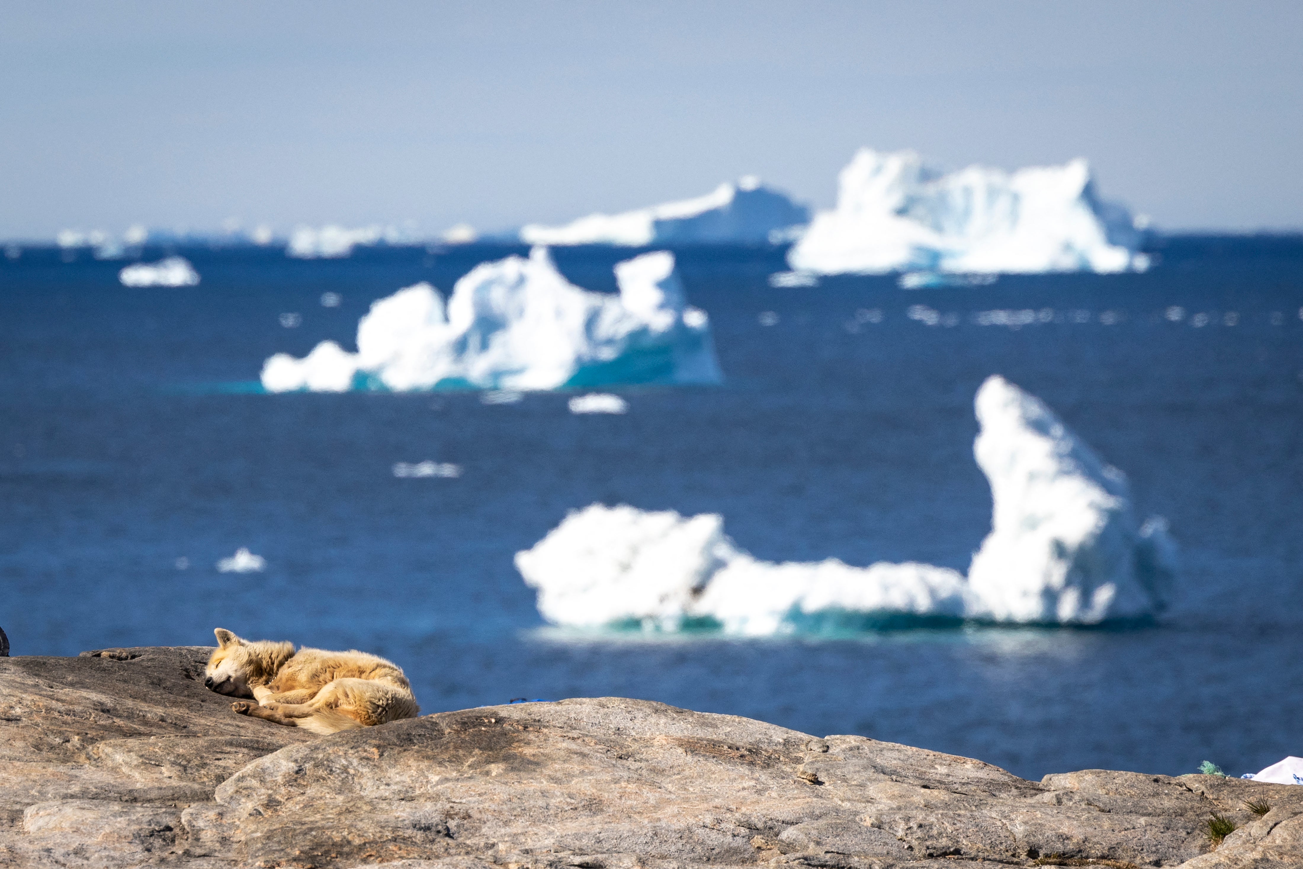 A Greenland dog rest on the sun-warmed rock as icebergs float in Disko Bay