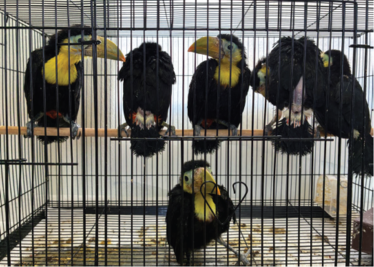 14 live toucans were confiscated by border control agents after being found in a man’s car in California