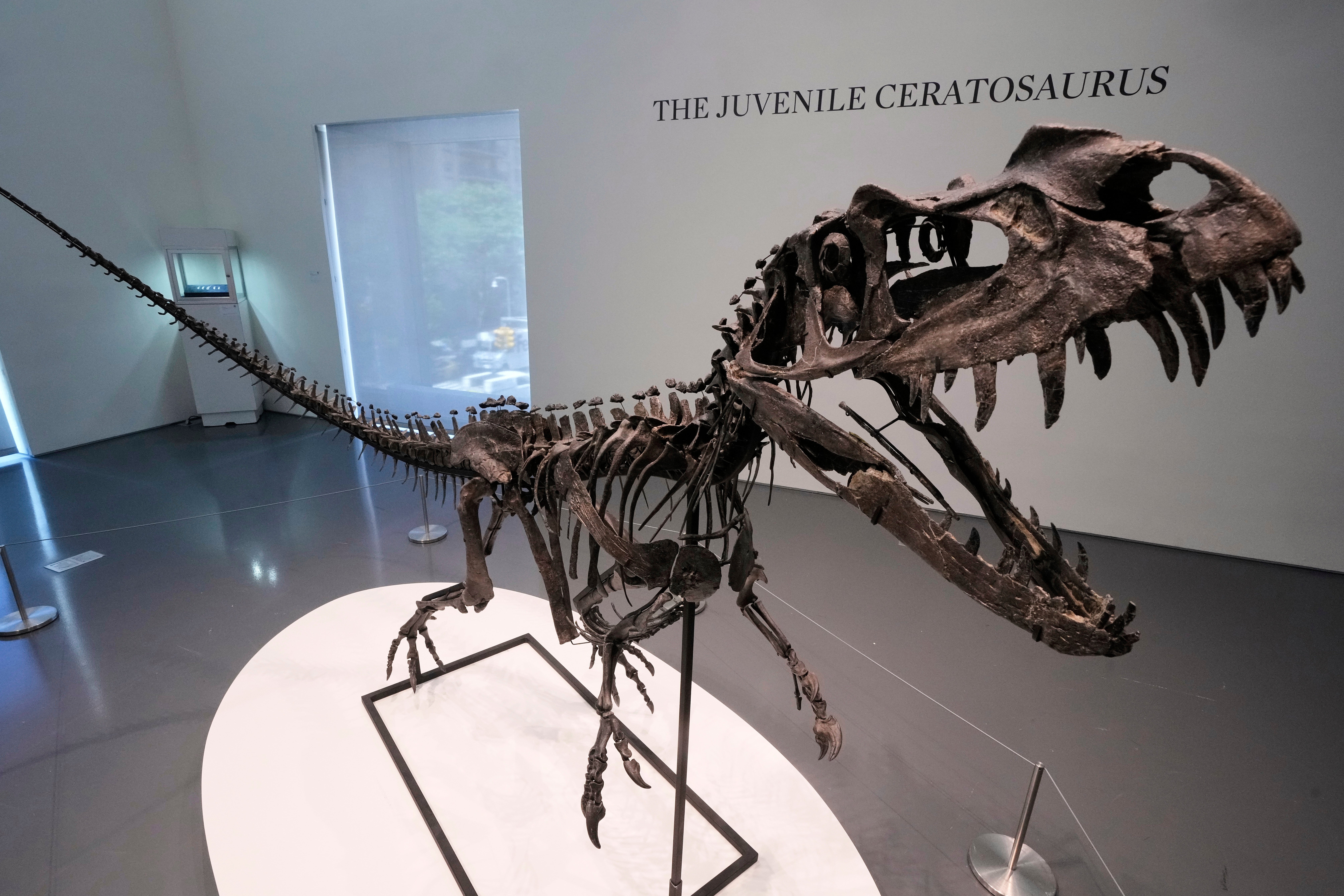A mounted Juvenile Ceratosaurus skeleton, of the Late Jurassic, Kimmeridgian Stage, was also under the hammer at the auction