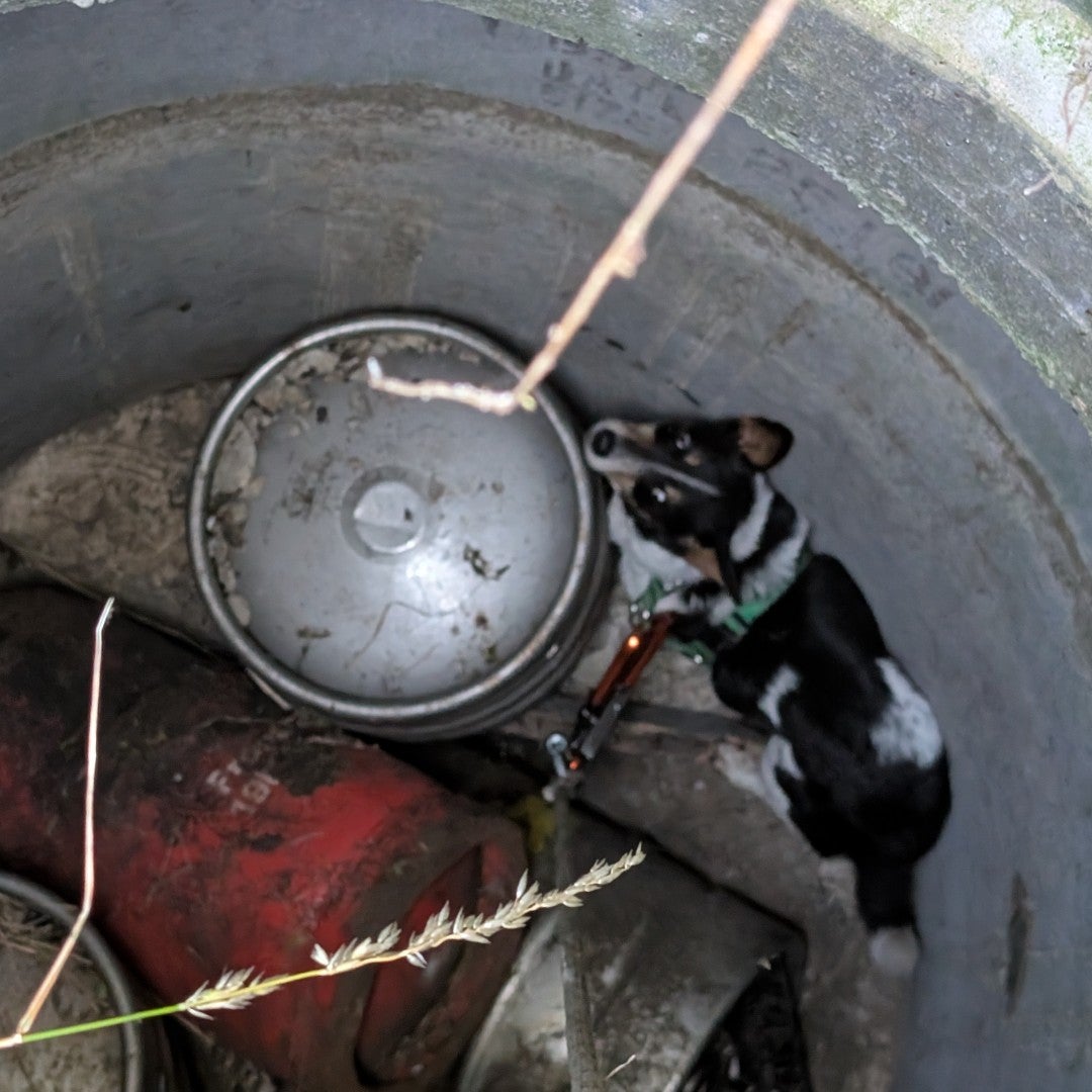 A dog who was stuck down a four-metre deep well for 11 days has been rescued
