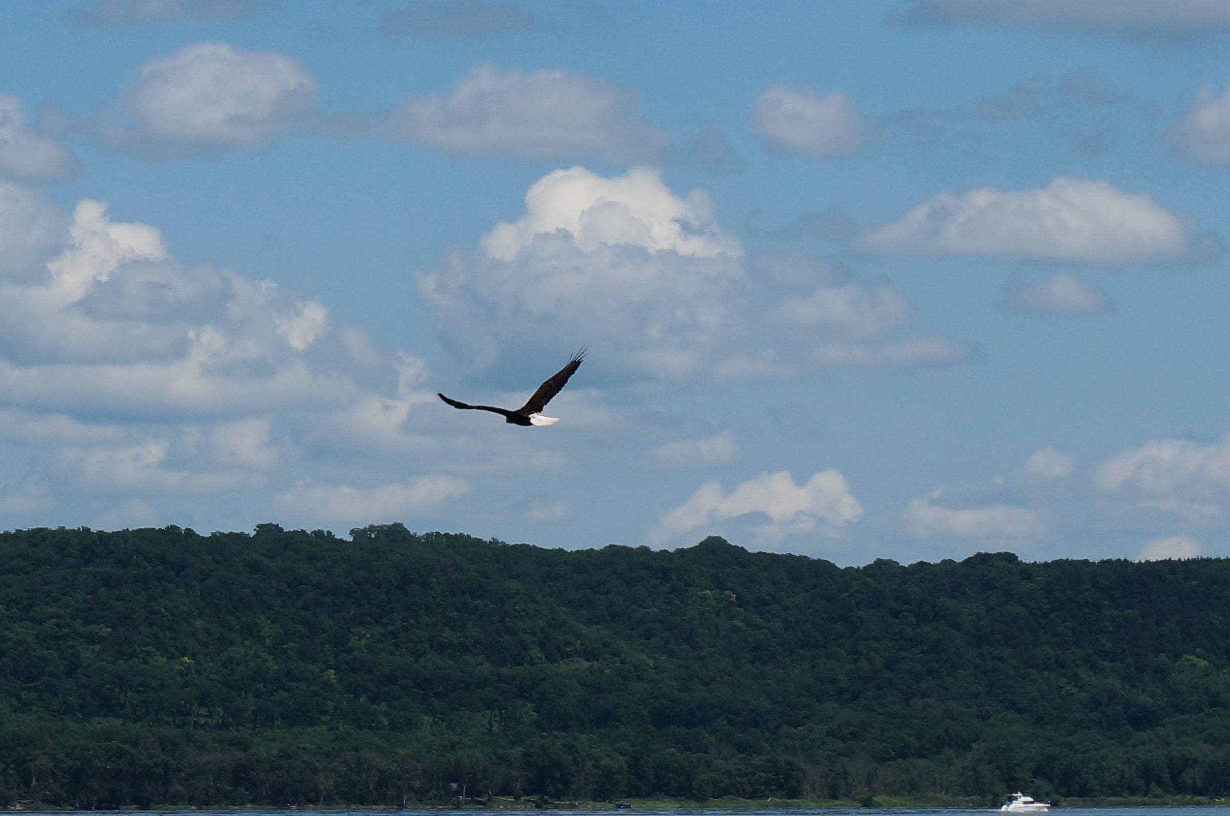 The mischievous birds often make headlines for their quirky behavior
