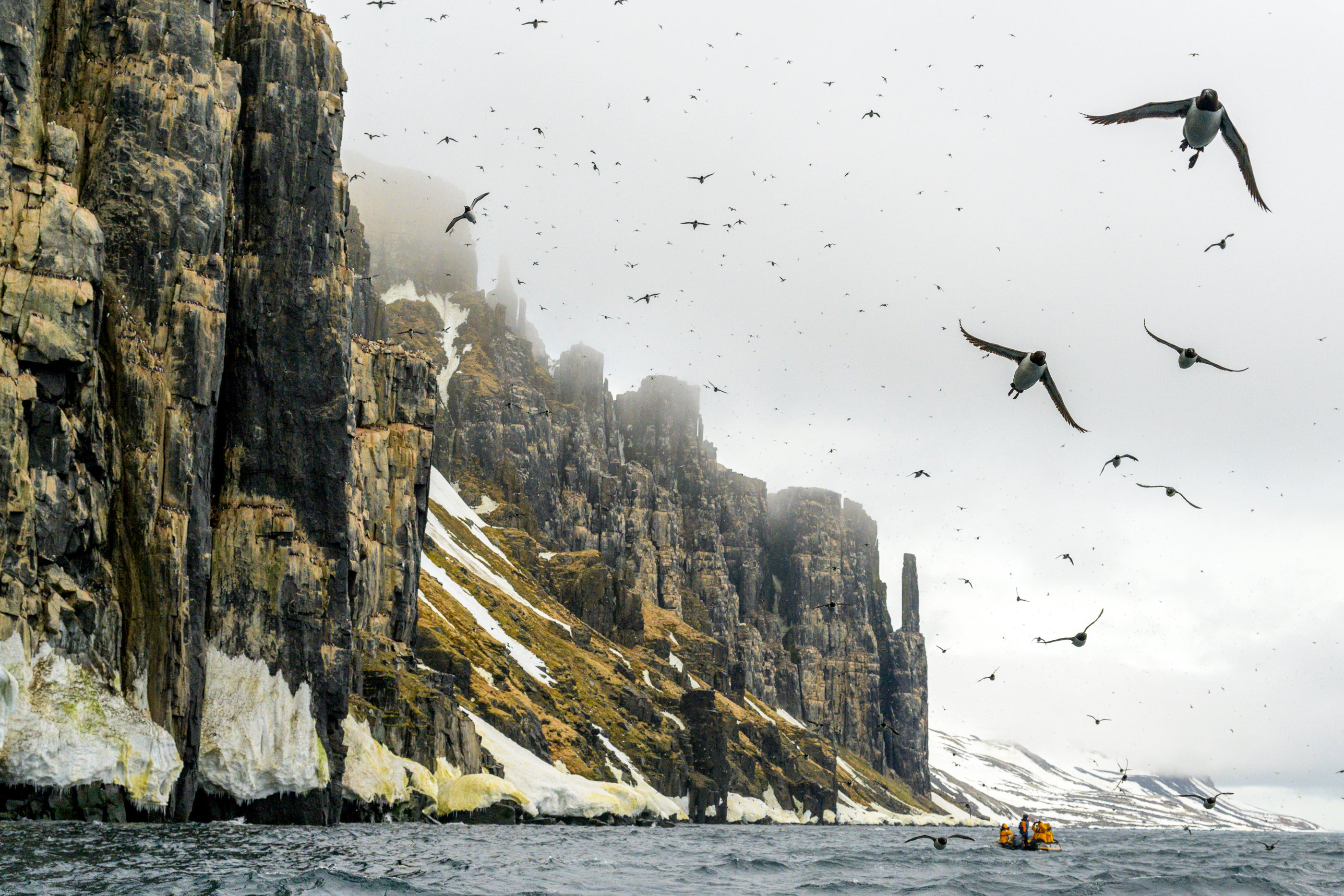 The spectacular bird cliffs of Alkefjellet